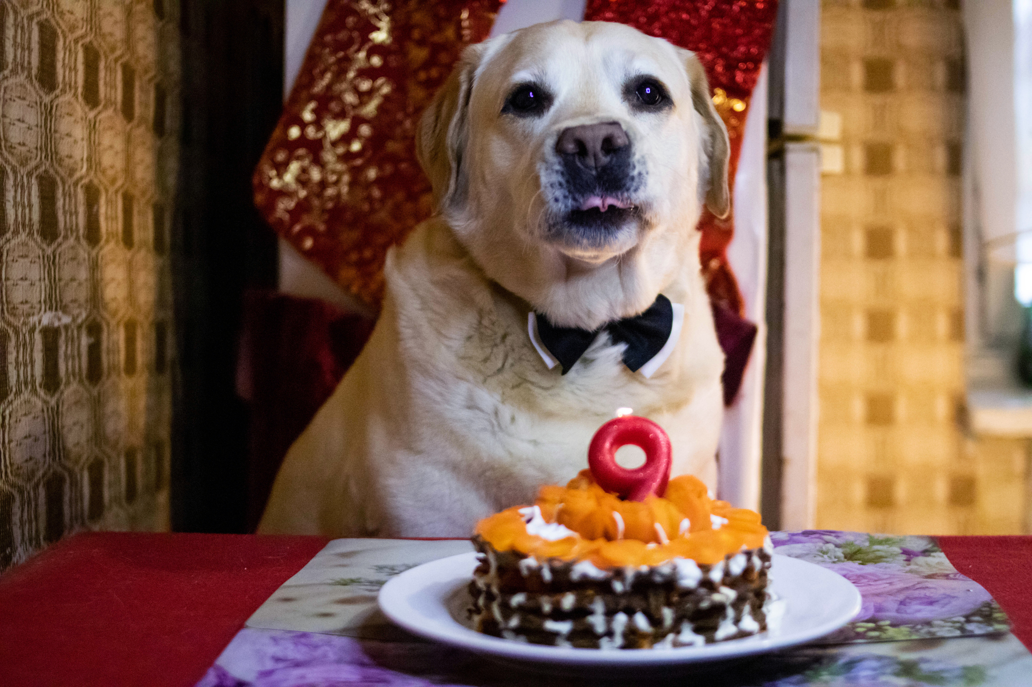 Happy Birthday Buddy!!! - My, Dog, Labrador, Birthday, Longpost