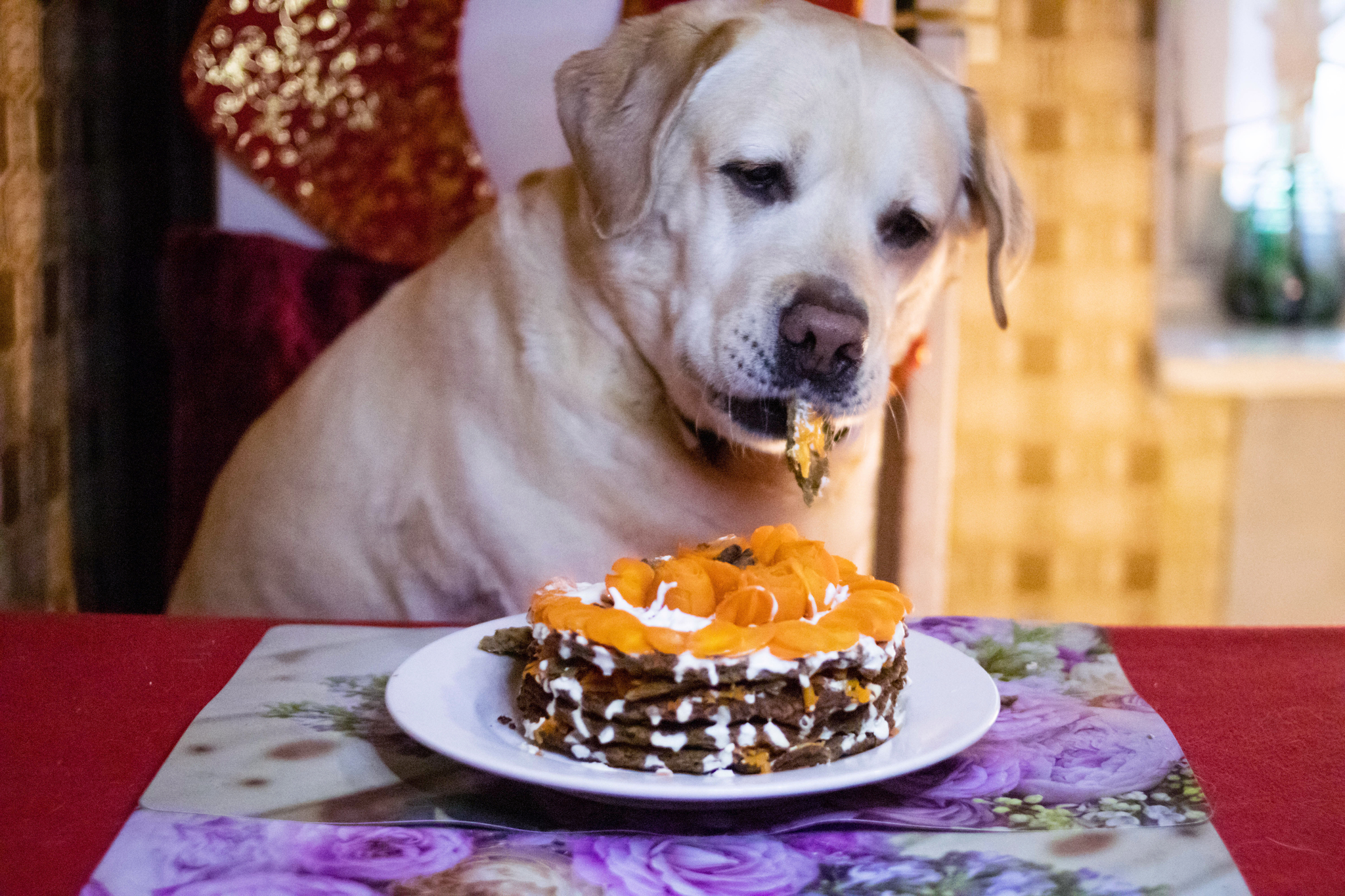 Happy Birthday Buddy!!! - My, Dog, Labrador, Birthday, Longpost