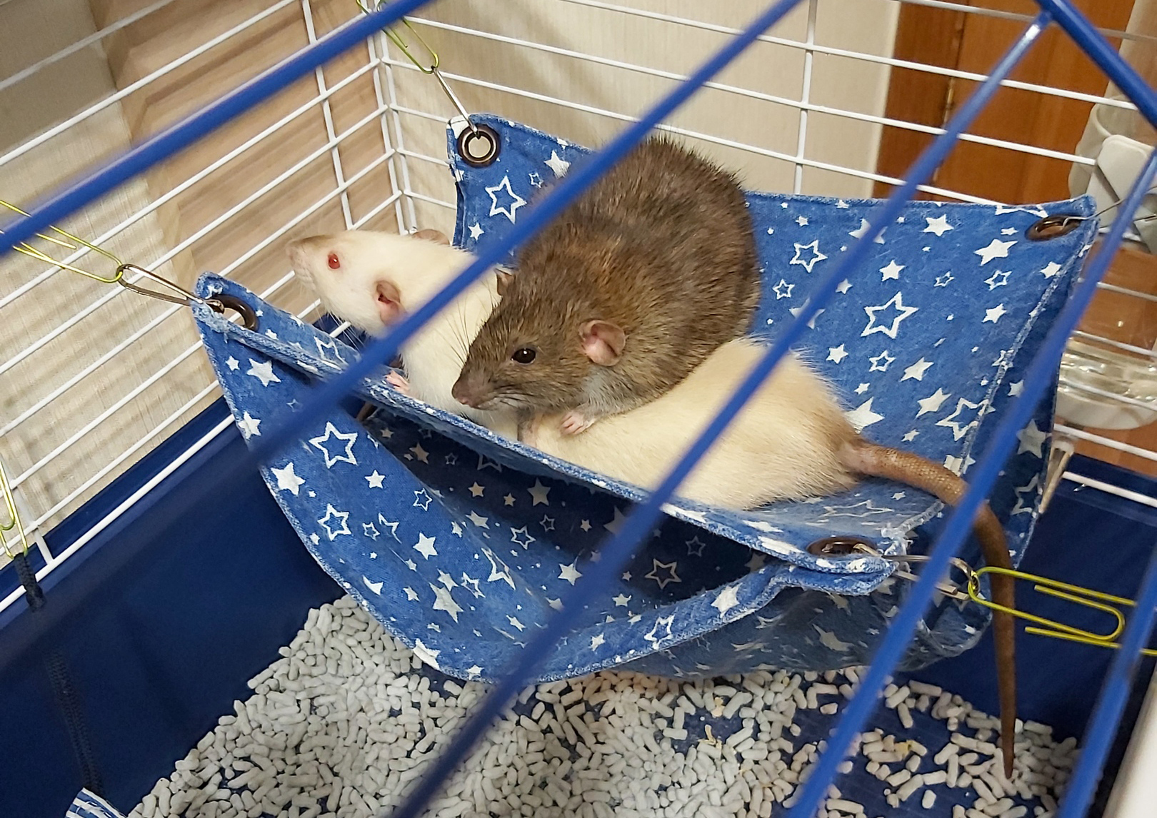 How I tamed Kus-rat - My, Rat, Decorative rats, Animals, Pets, The photo, Negative, Longpost