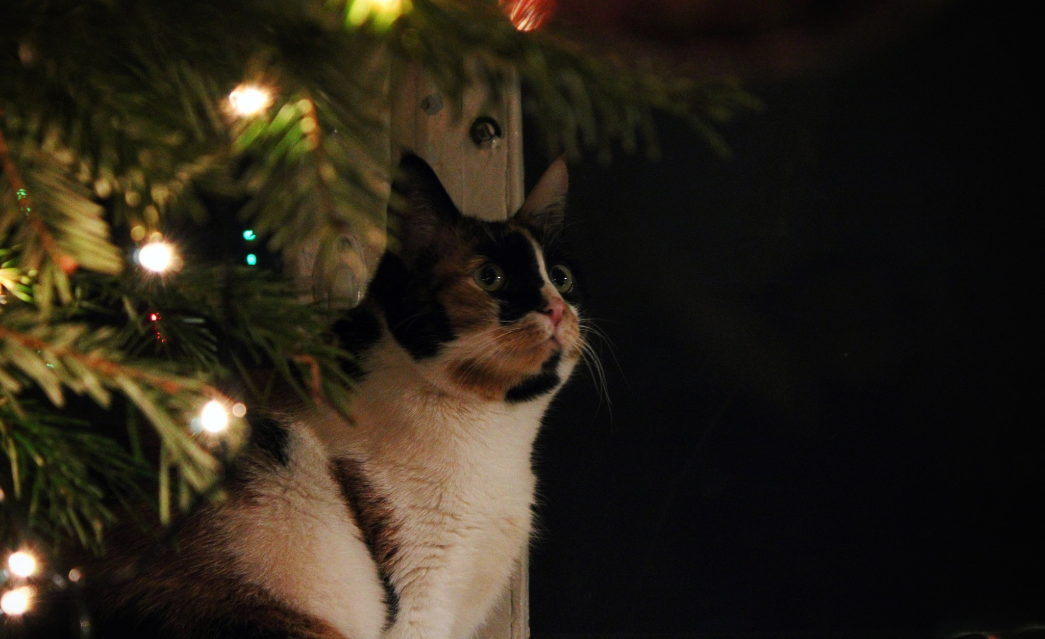 Three-color gift - My, Tricolor cat, cat, Catomafia, New Year, Christmas tree