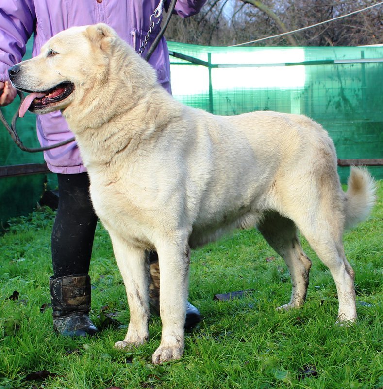 About dog breeds No. 119. Caucasian Shepherd Dog - Dog, Dog breeds, Caucasian Shepherd Dog, Longpost