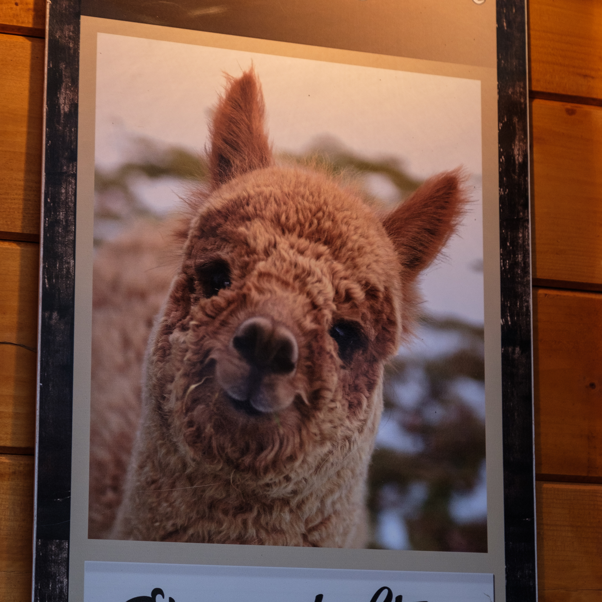 It's me, Dukalis, help me get out... - My, Alpaca, Dukalis, Kindness