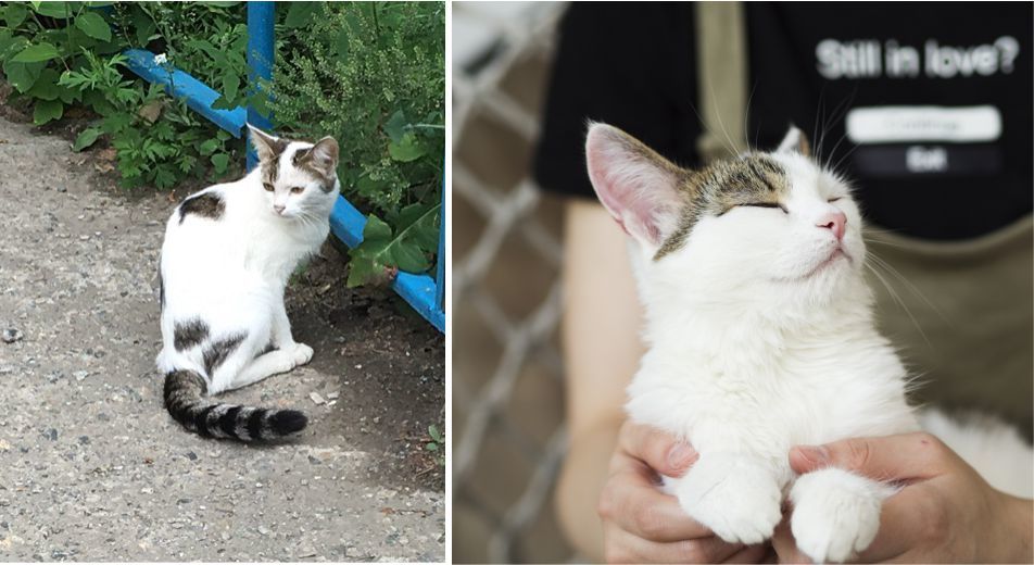 Кошки приюта, которые обрели дом в этом году! - Моё, Кот, Котомафия, Спасение, Челябинск, Новый Год, Длиннопост