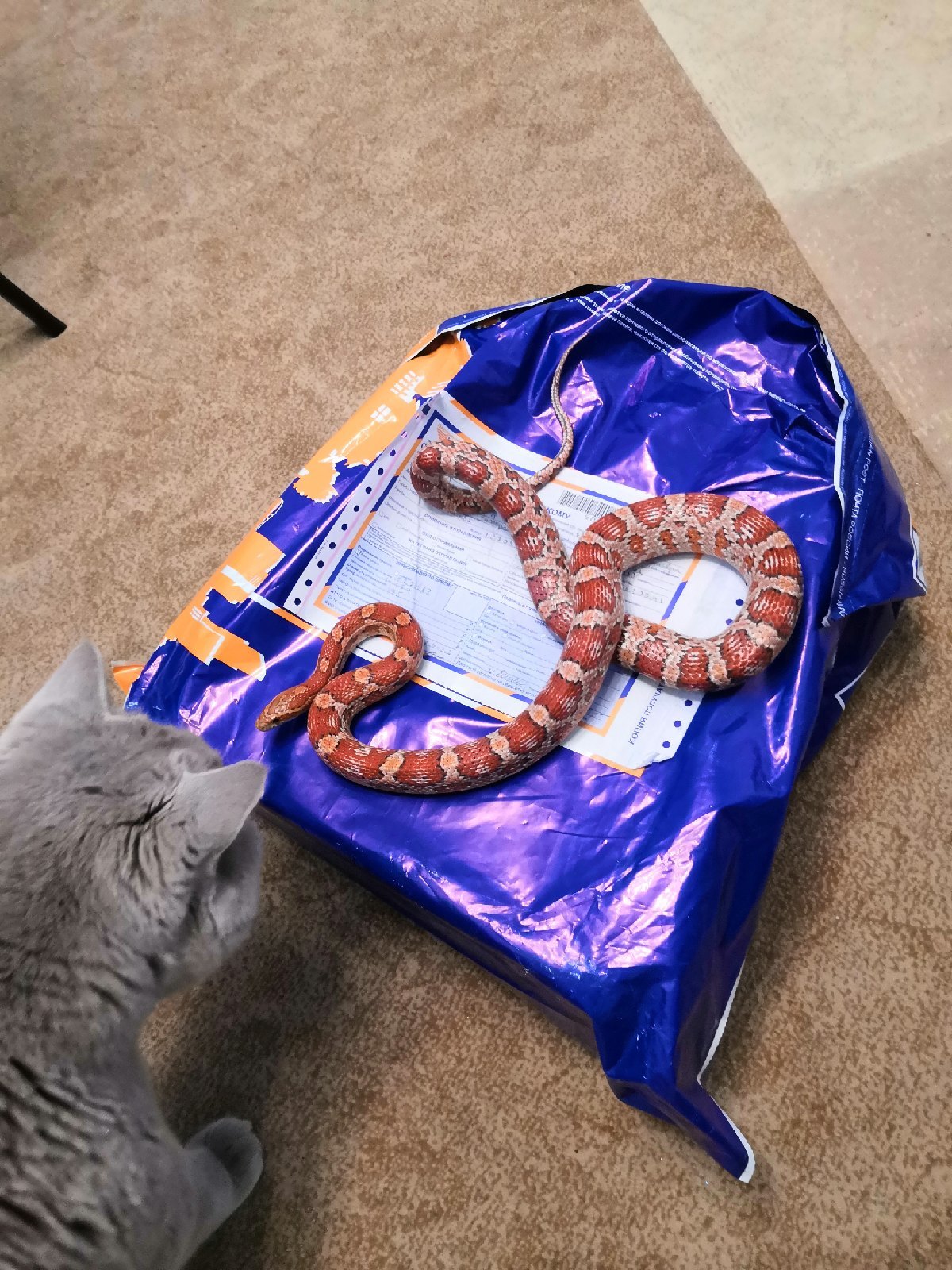 ADM Moscow-Novosibirsk - My, Gift exchange report, Secret Santa, New Year, Longpost, New Year's gift exchange, cat, Snake, Gift exchange