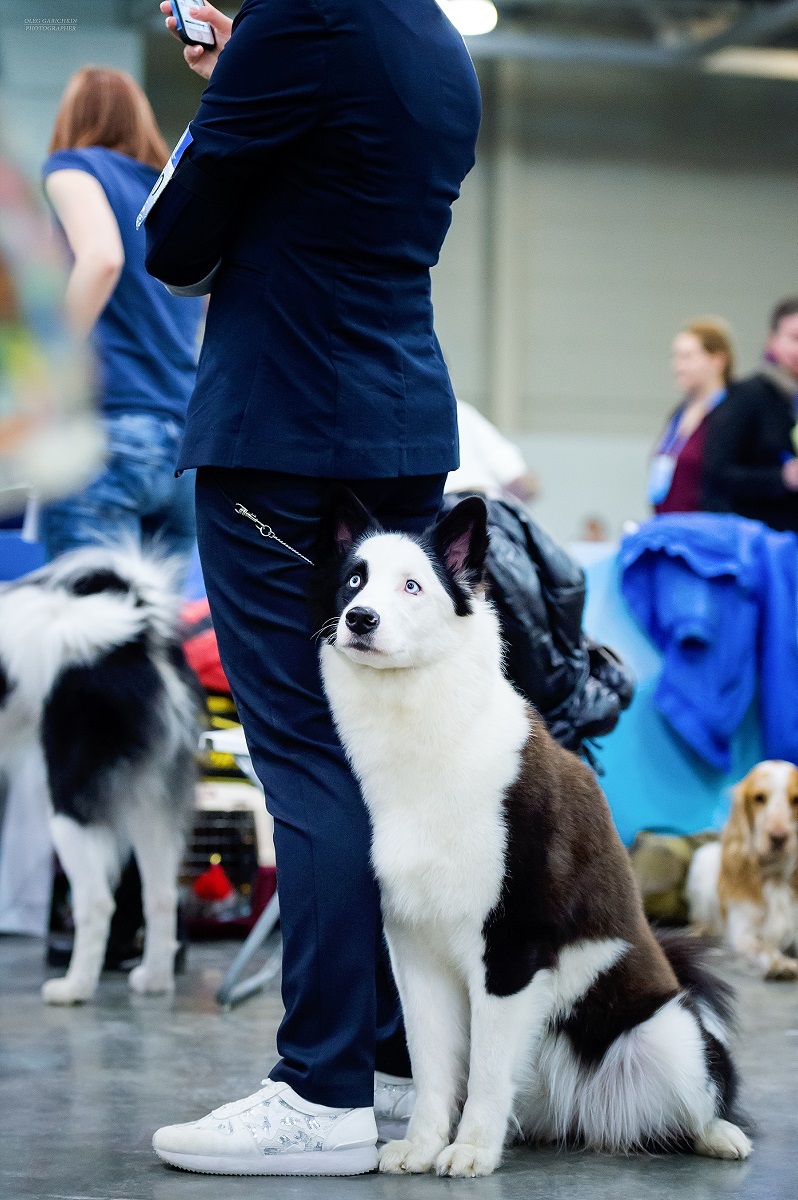 I continue to publish reportage photographs from dog shows held in the south of Russia and the Moscow region - enjoy your viewing and good luck to us - My, Dog, Dogs and people, Dog lovers, Dog days, Dog show, Animalistics, Longpost