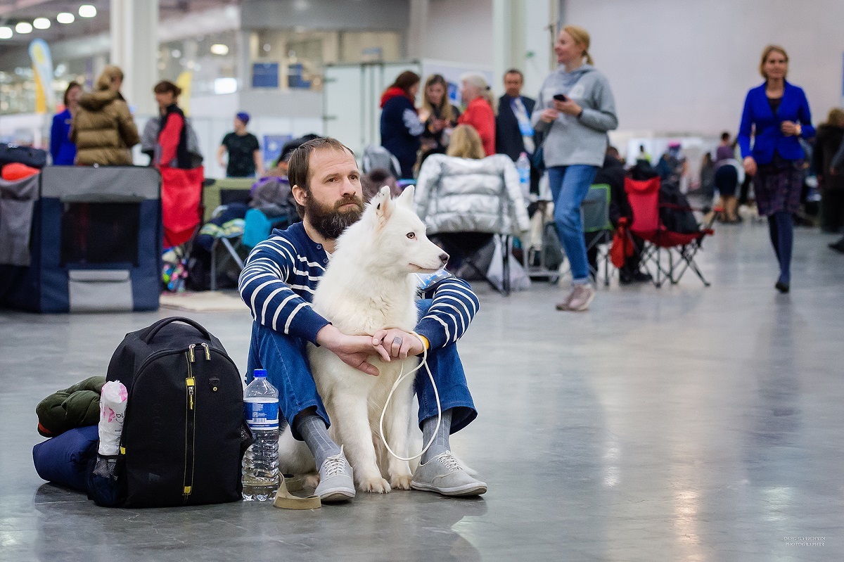 I continue to publish reportage photographs from dog shows held in the south of Russia and the Moscow region - enjoy your viewing and good luck to us - My, Dog, Dogs and people, Dog lovers, Dog days, Dog show, Animalistics, Longpost