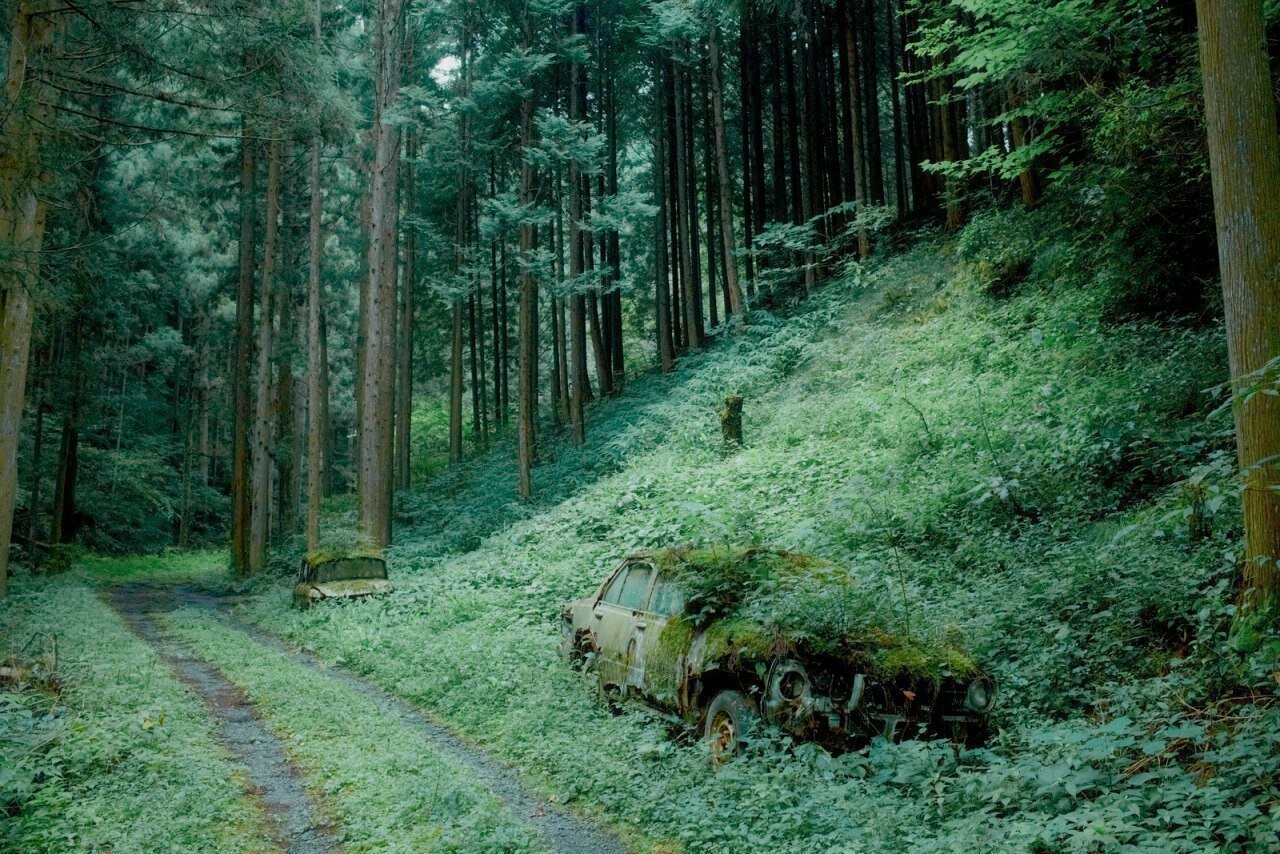 Echoes of War - Forest, Car, From the network