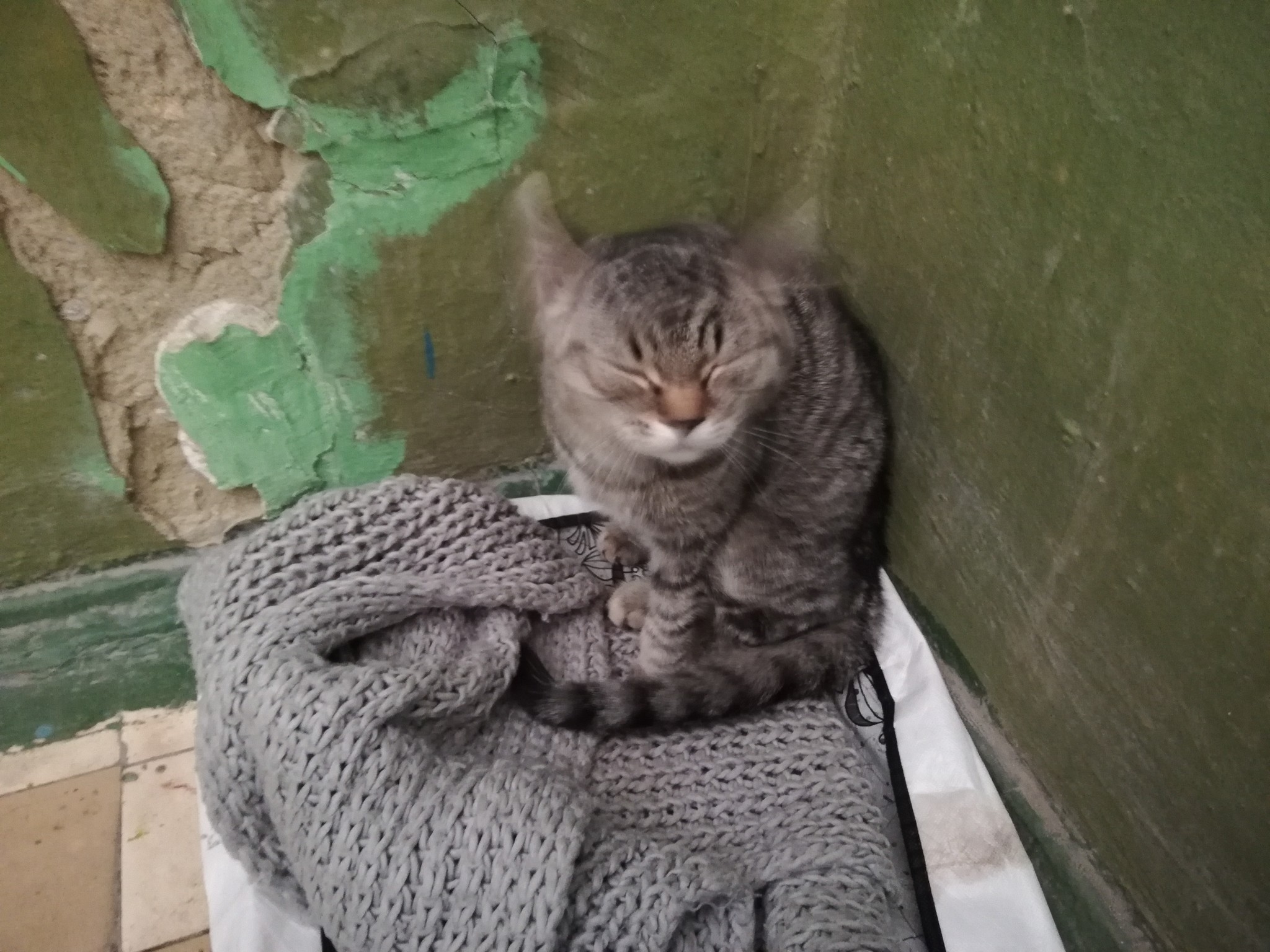 Saratov! Help me find a home for the cat - cat, Foundling, Longpost, No rating