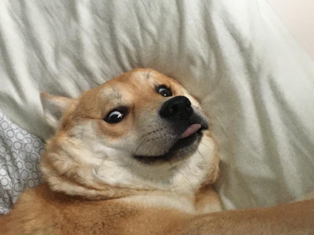 Almost a meme) - My, Dog, The photo, Funny animals, Humor, Lucky moment, Shiba Inu