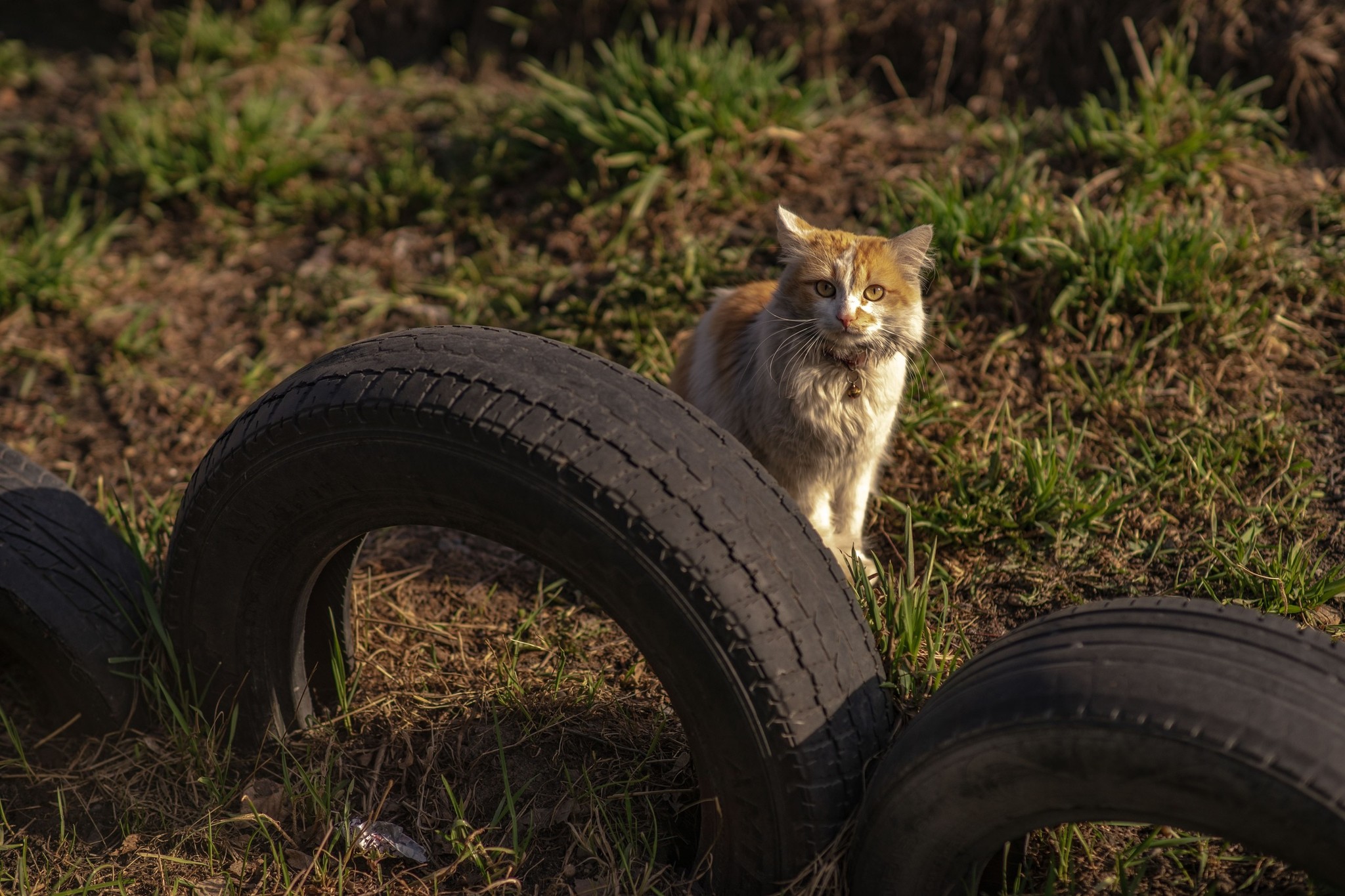 Street portraits - My, The photo, cat, Animals, Longpost