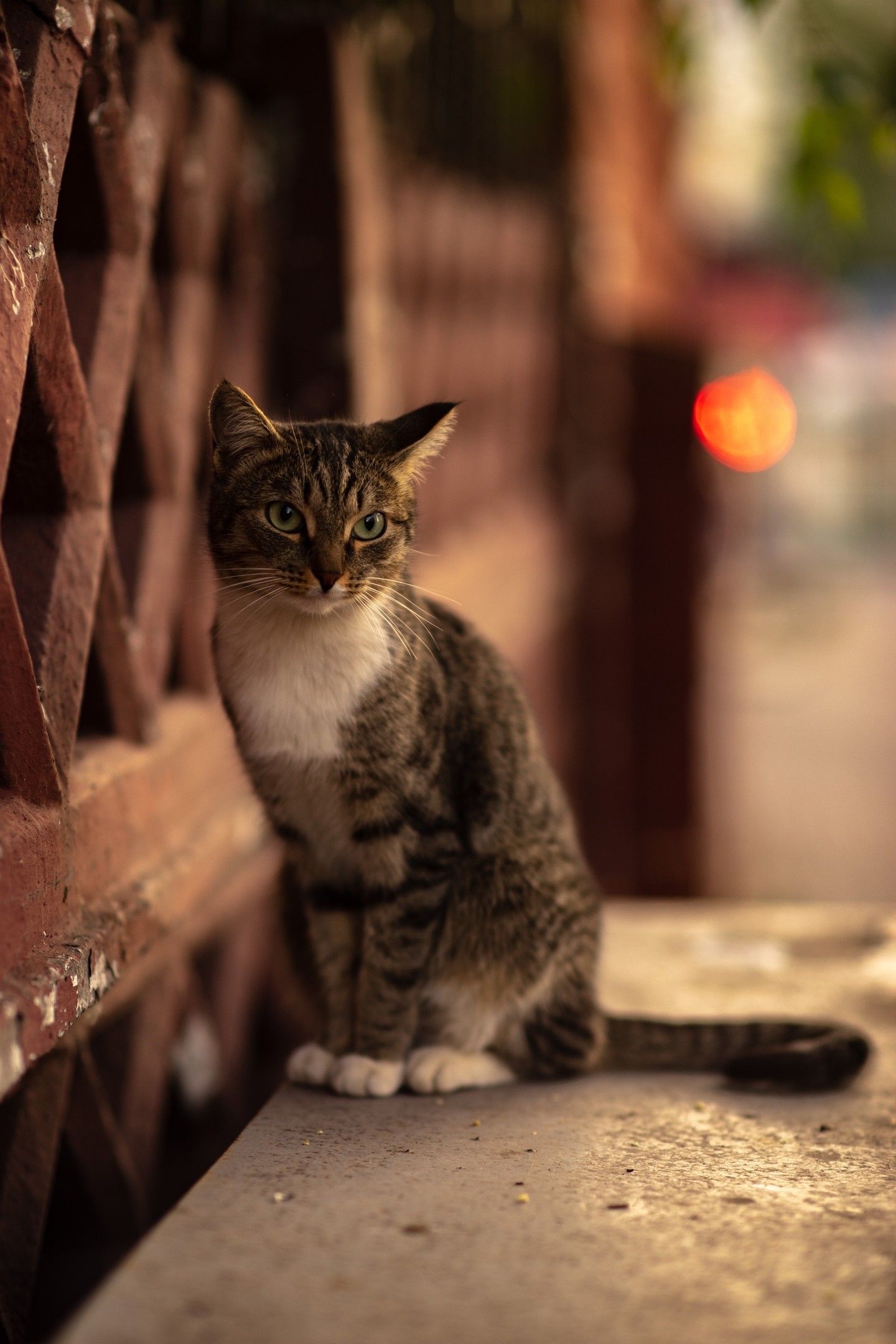 Street portraits - My, The photo, cat, Animals, Longpost