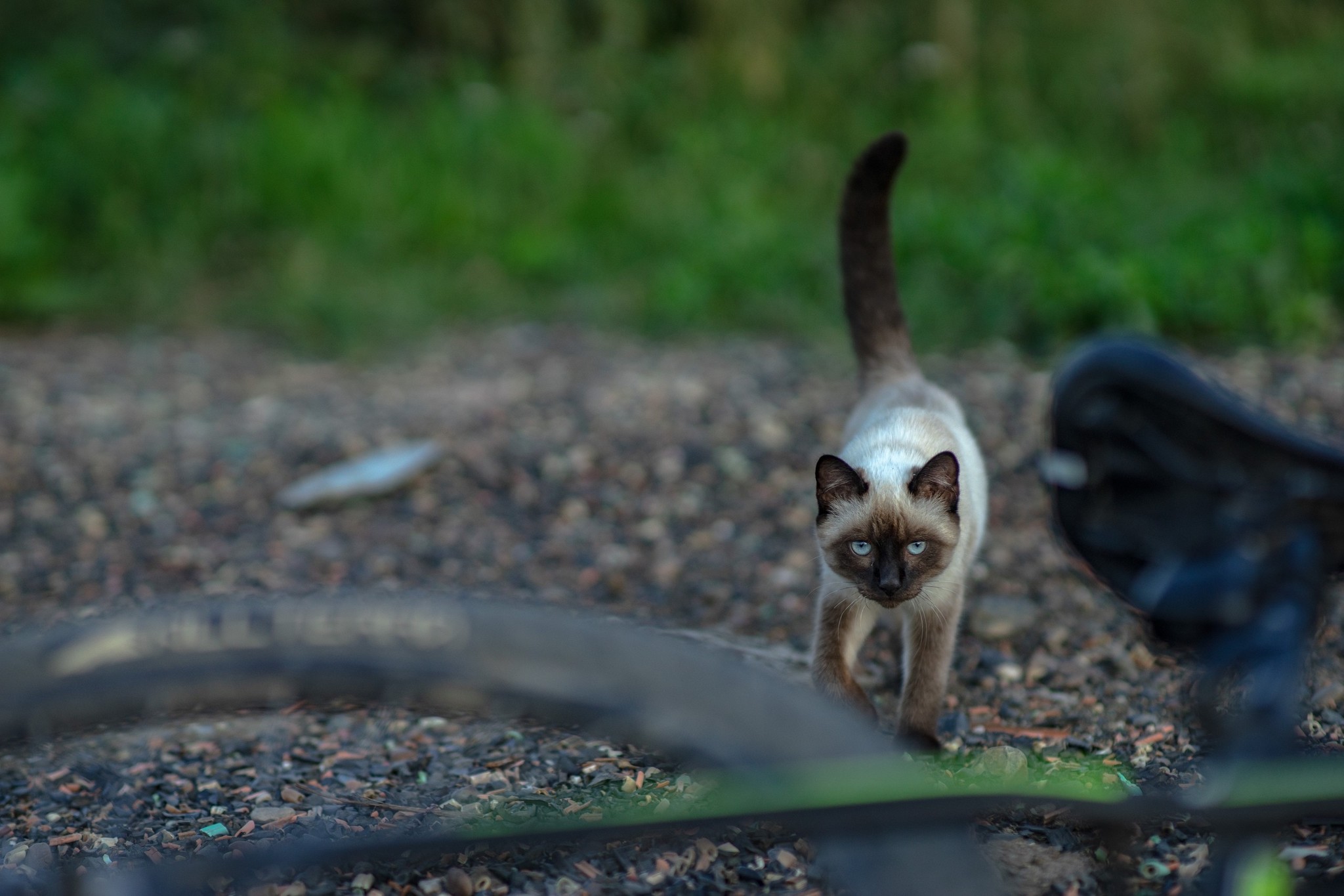 Street portraits - My, The photo, cat, Animals, Longpost