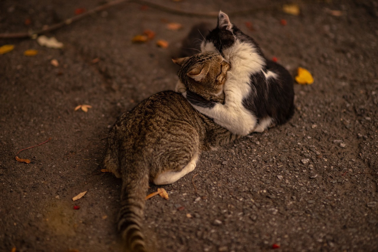 Street portraits - My, The photo, cat, Animals, Longpost