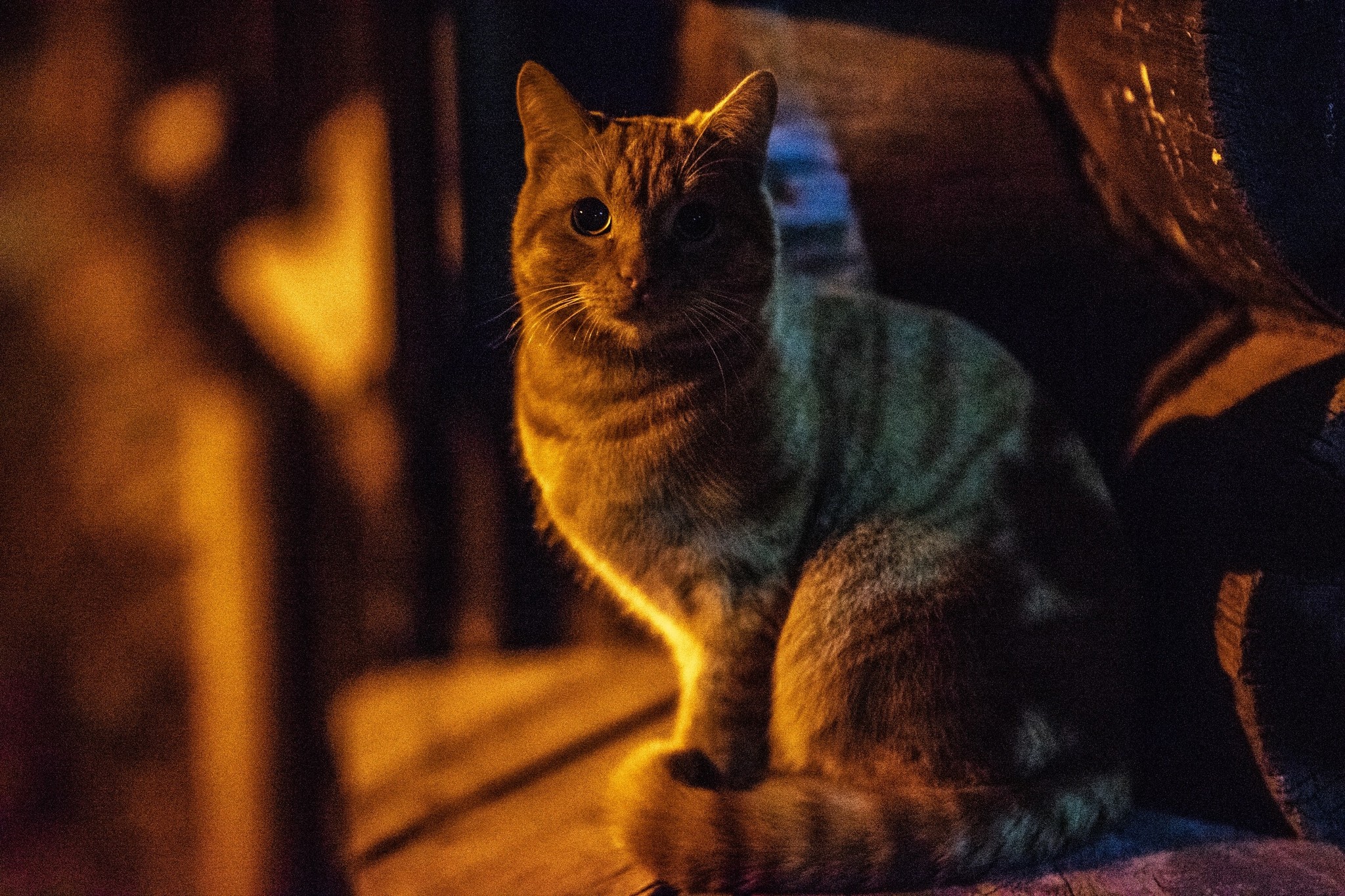 Street portraits - My, The photo, cat, Animals, Longpost