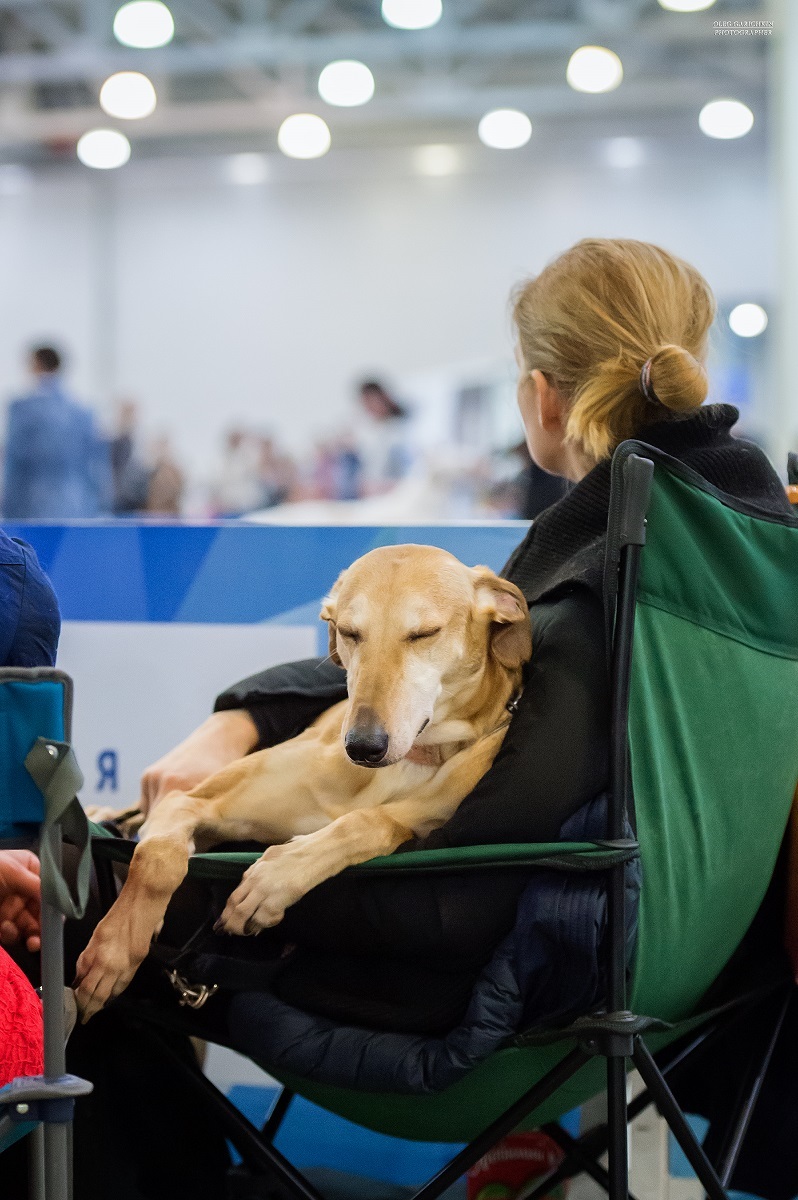 I continue to publish reportage photographs from dog shows held in 2019 in the South of Russia and the Moscow region - enjoy your viewing and - My, The photo, Dog, Dogs and people, Dog show, Dog lovers, Dog days, Longpost