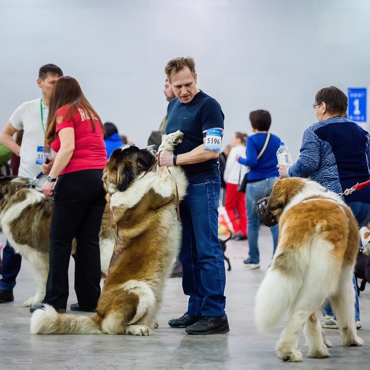 I continue to publish reportage photographs from dog shows held in 2019 in the South of Russia and the Moscow region - enjoy your viewing and - My, The photo, Dog, Dogs and people, Dog show, Dog lovers, Dog days, Longpost