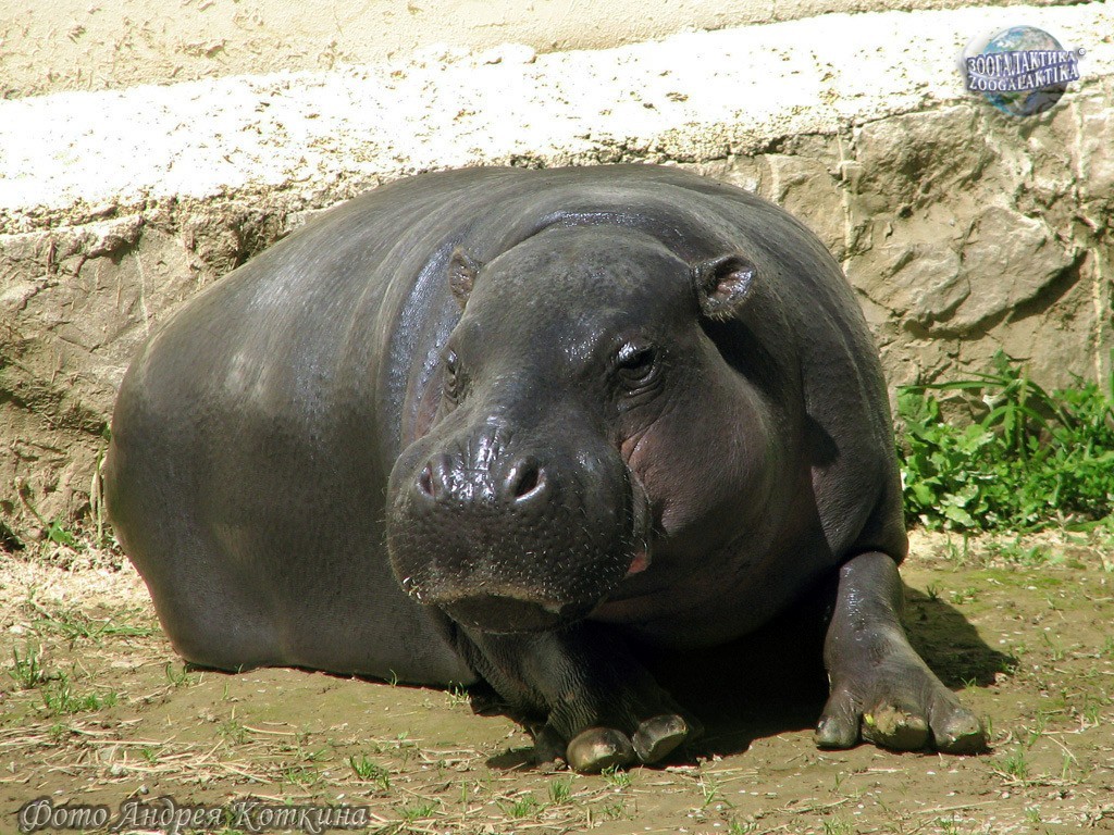 Hippos (Hippopotamidae) - My, , Biology, Biology, Mammals, hippopotamus, pygmy hippopotamus, Longpost