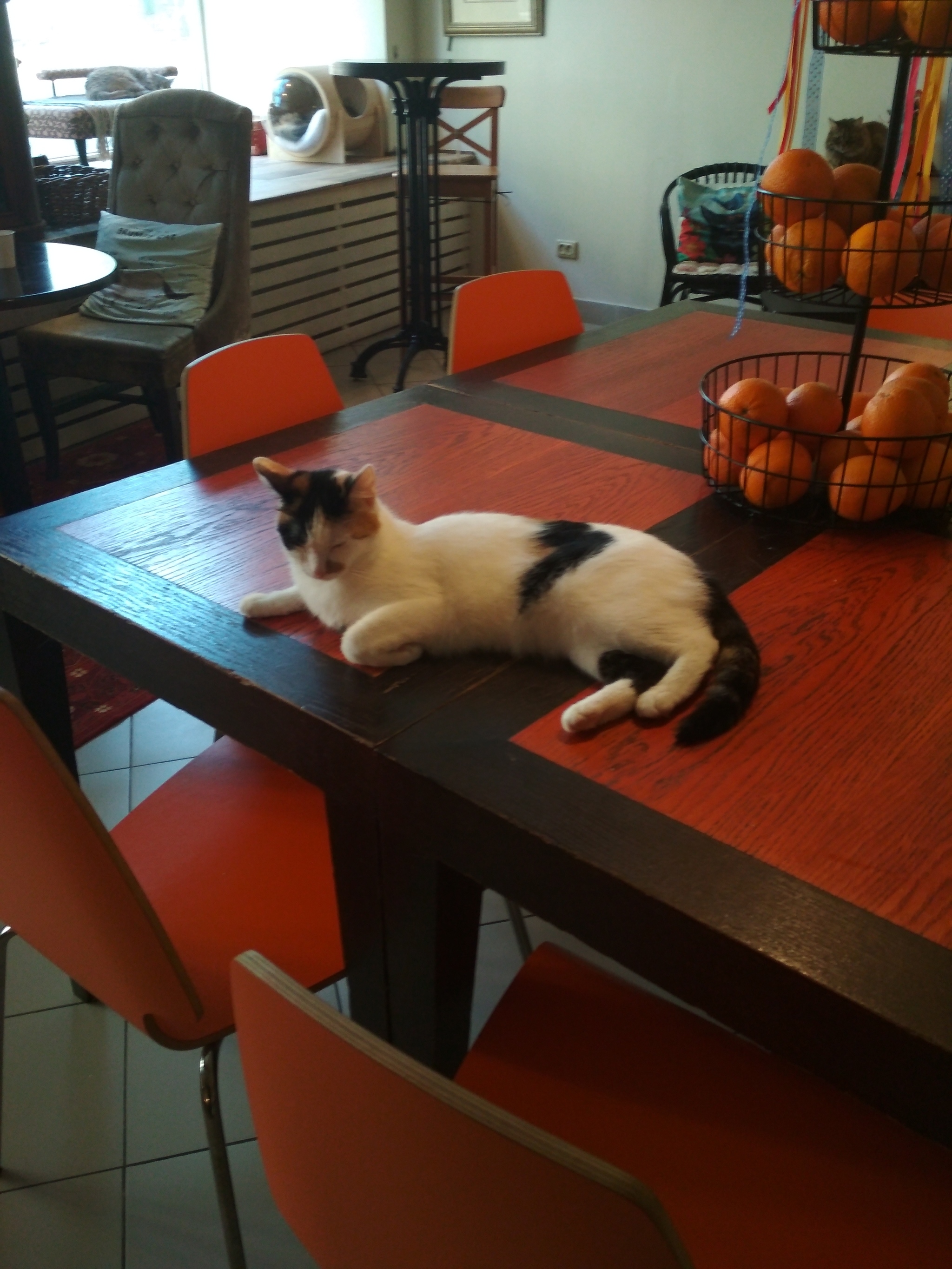 Reply to the post “Going to a cat cafe” - My, Cat cafe, cat, The photo, Reply to post, Longpost