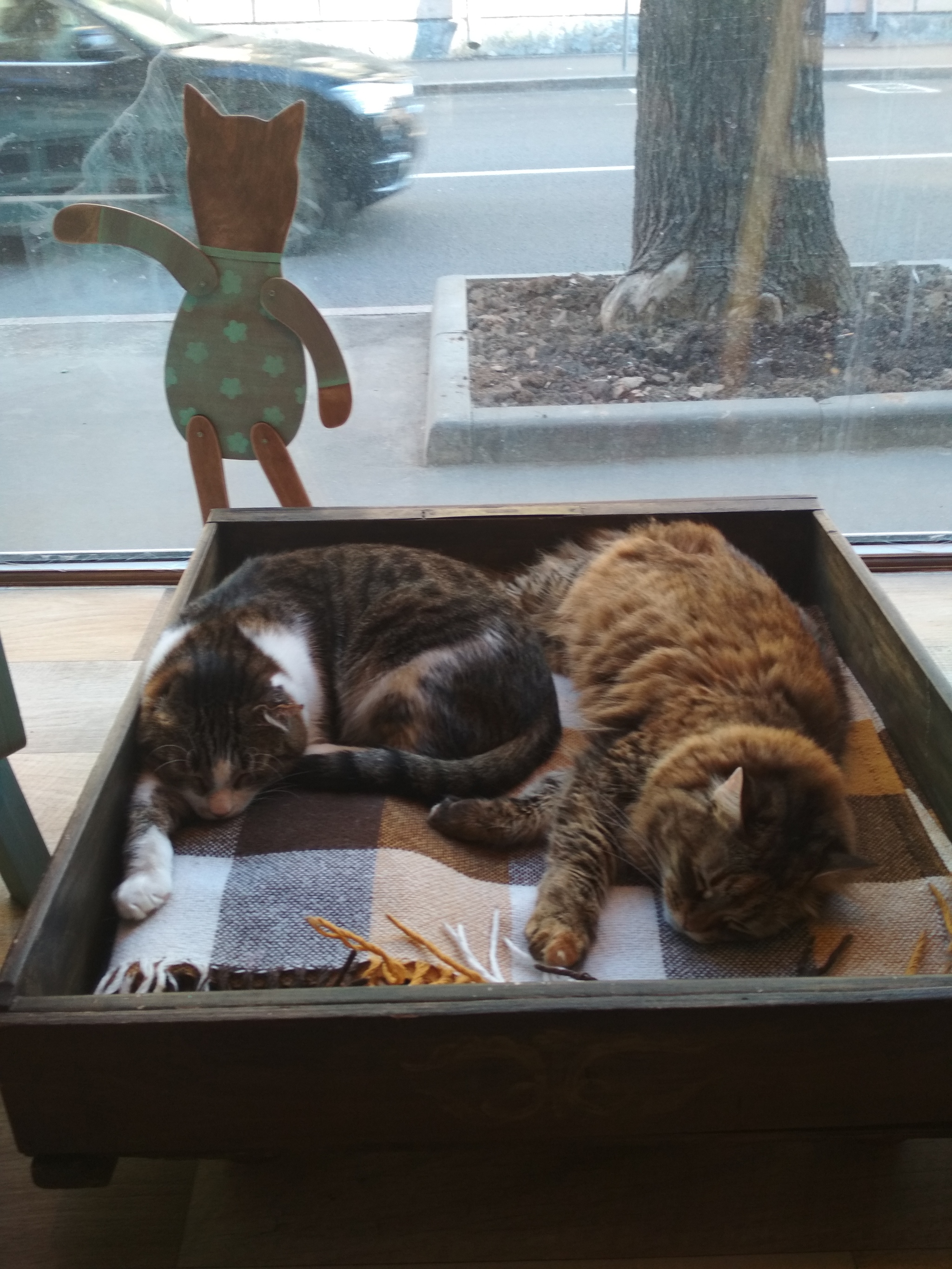 Reply to the post “Going to a cat cafe” - My, Cat cafe, cat, The photo, Reply to post, Longpost