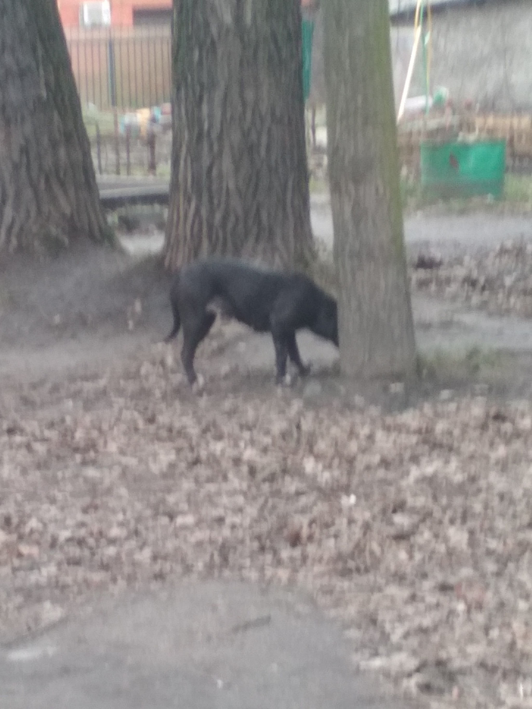 Dog found - My, Dog, Lost, Found a dog, Kaliningrad, No rating, Longpost