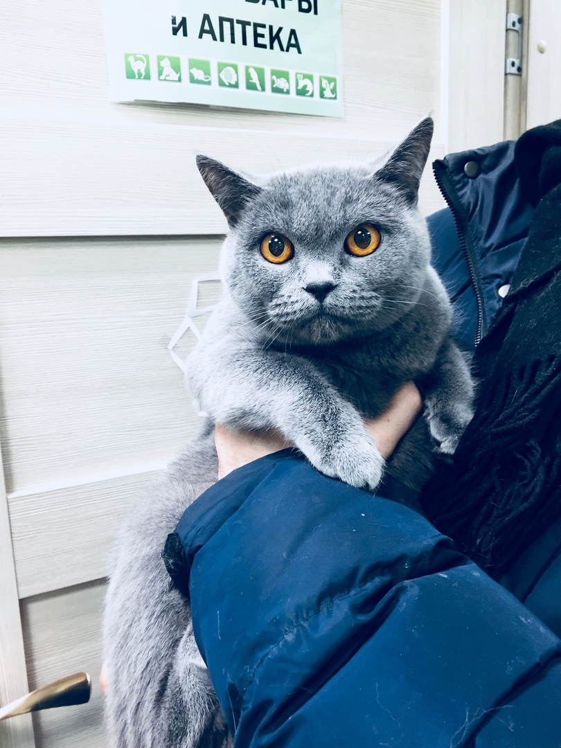 The abandoned cat is looking for her home. Now he is in the clinic. She has nowhere to go. St. Petersburg and Leningrad region - My, cat, Animal Rescue, In good hands, No rating, Saint Petersburg, Leningrad region, Longpost