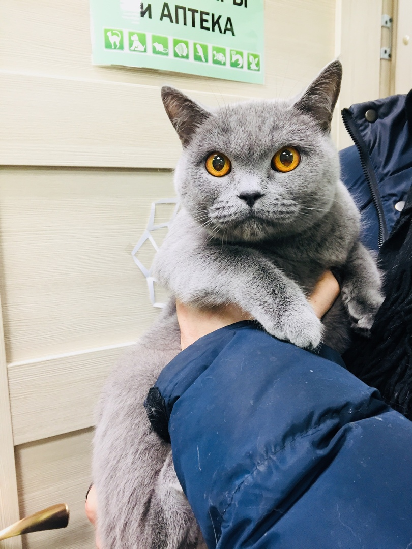 The abandoned cat is looking for her home. Now he is in the clinic. She has nowhere to go. St. Petersburg and Leningrad region - My, cat, Animal Rescue, In good hands, No rating, Saint Petersburg, Leningrad region, Longpost