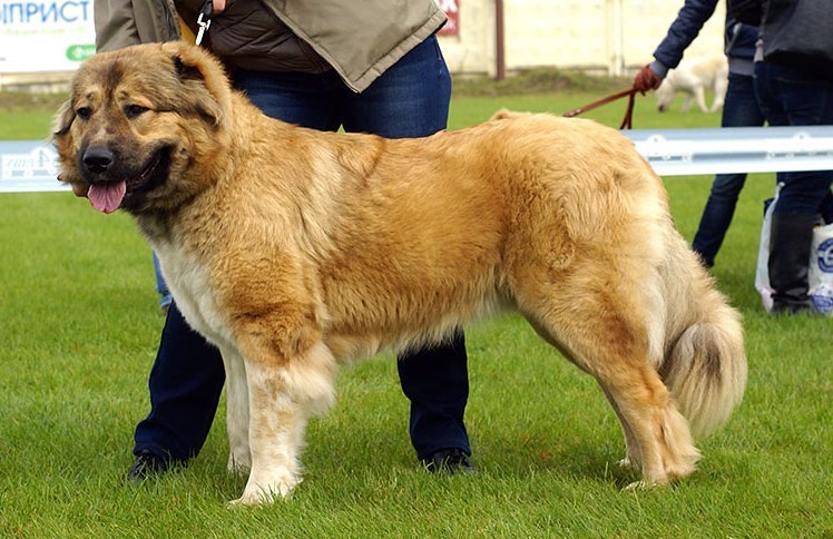 About dog breeds No. 119. Caucasian Shepherd Dog - Dog, Dog breeds, Caucasian Shepherd Dog, Longpost