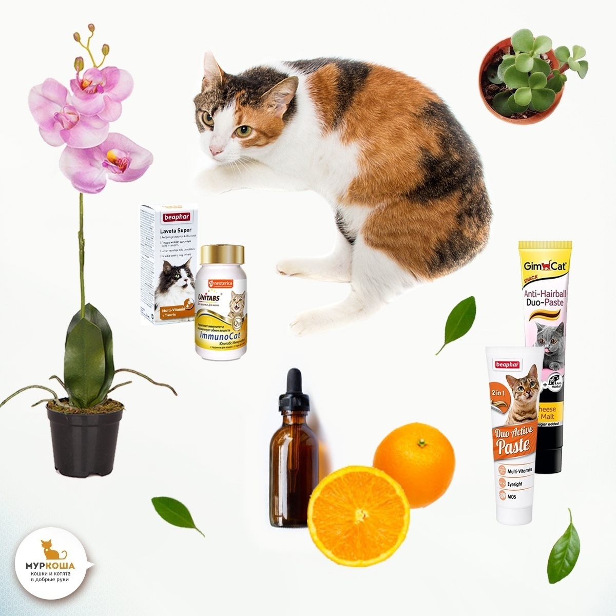 3 способа спасти цветы от кошки | Пикабу