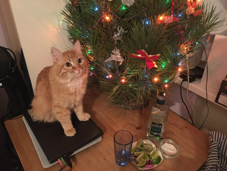 How Vasily and I are waiting for the New Year of the Rat) - My, Catomafia, New Year, Christmas trees, cat