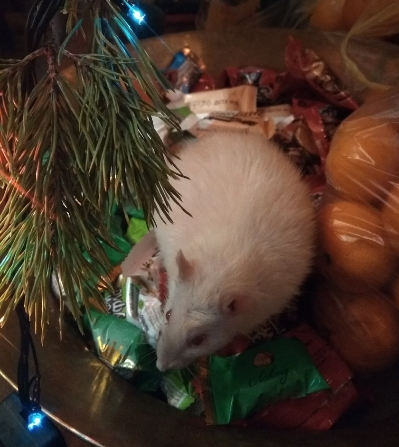 Happy New Year from Lugansk)) - My, Photo on sneaker, Decorative rats, Year of the Rat, New Year, Longpost