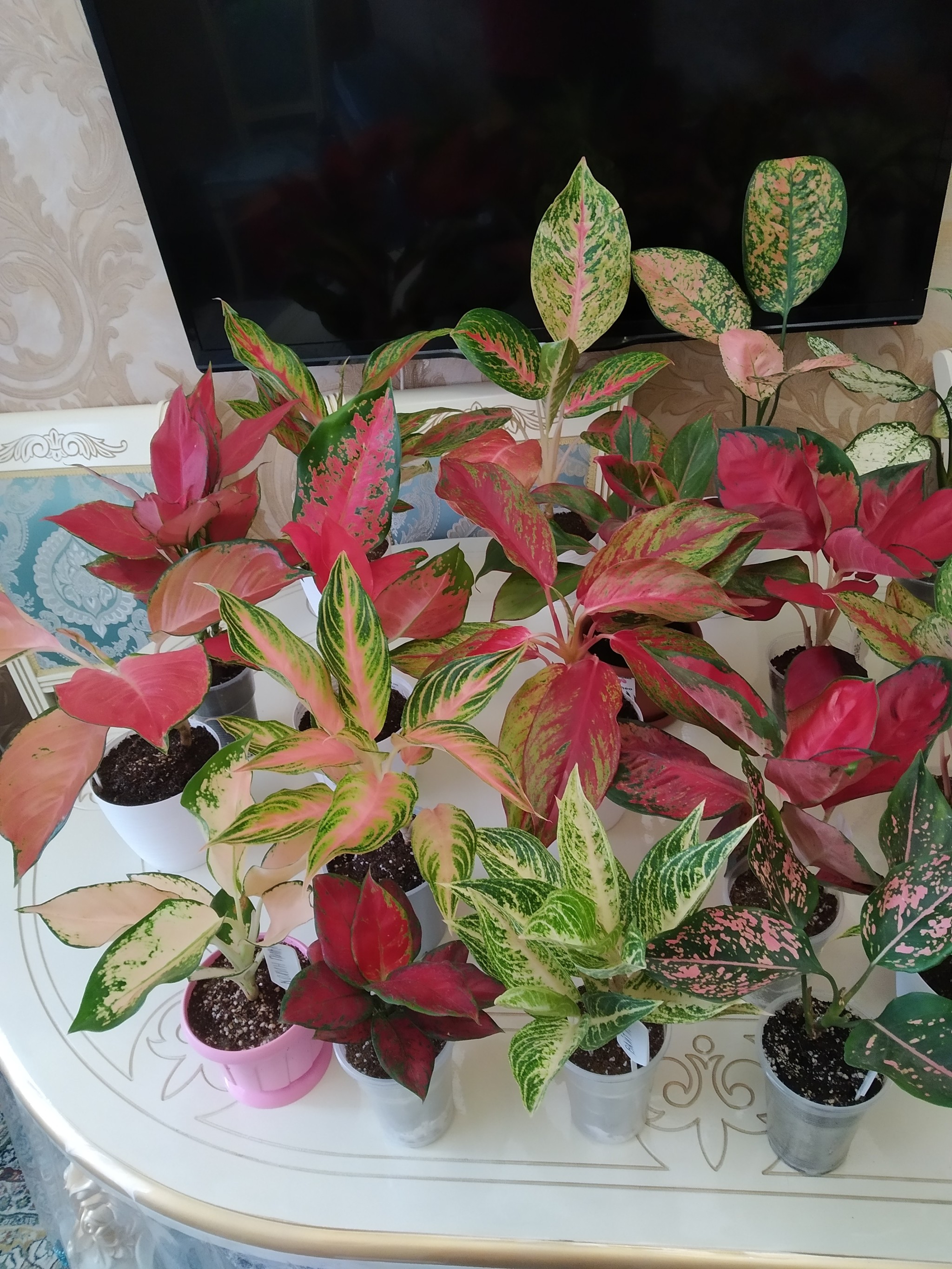 Father's Aglaonem Collection - My, Aglaonema, Flowers, Plants, Houseplants, Nature, beauty of nature, The photo, Longpost
