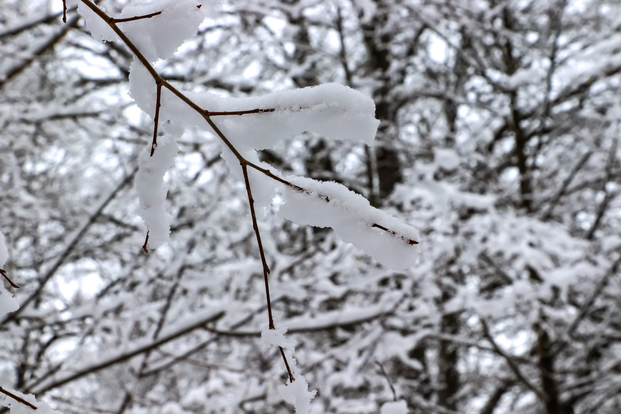 Snezhnoye - My, Dzerzhinsk, The photo, Video, Canon, Huawei mate 20, Snow, Winter, Longpost