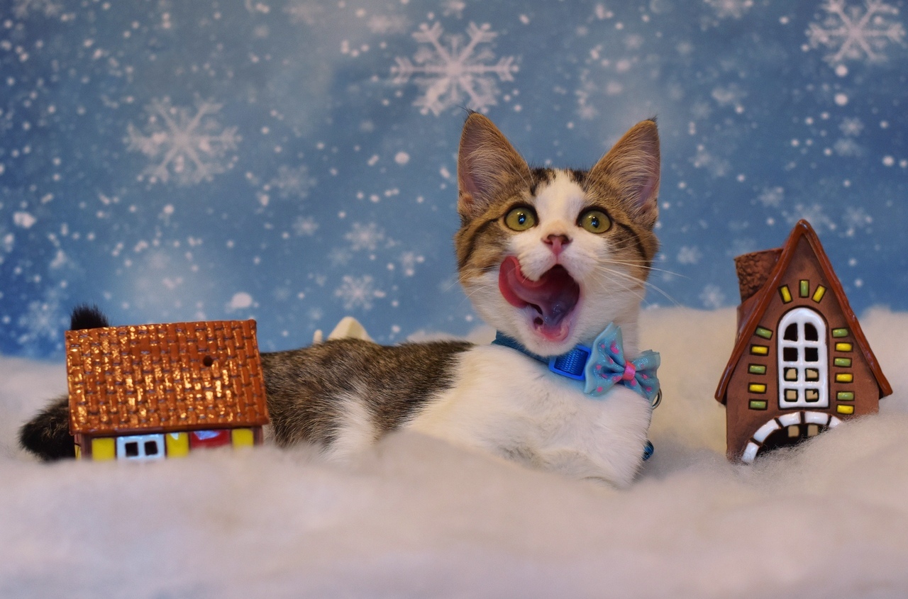 Wendy's foundling in a Christmas photo shoot - My, cat, Catomafia, The photo, Animal Rescue, Animal Rescue, Pet, Pets, Milota, Pets, Animals, Animals, Longpost, Longpost