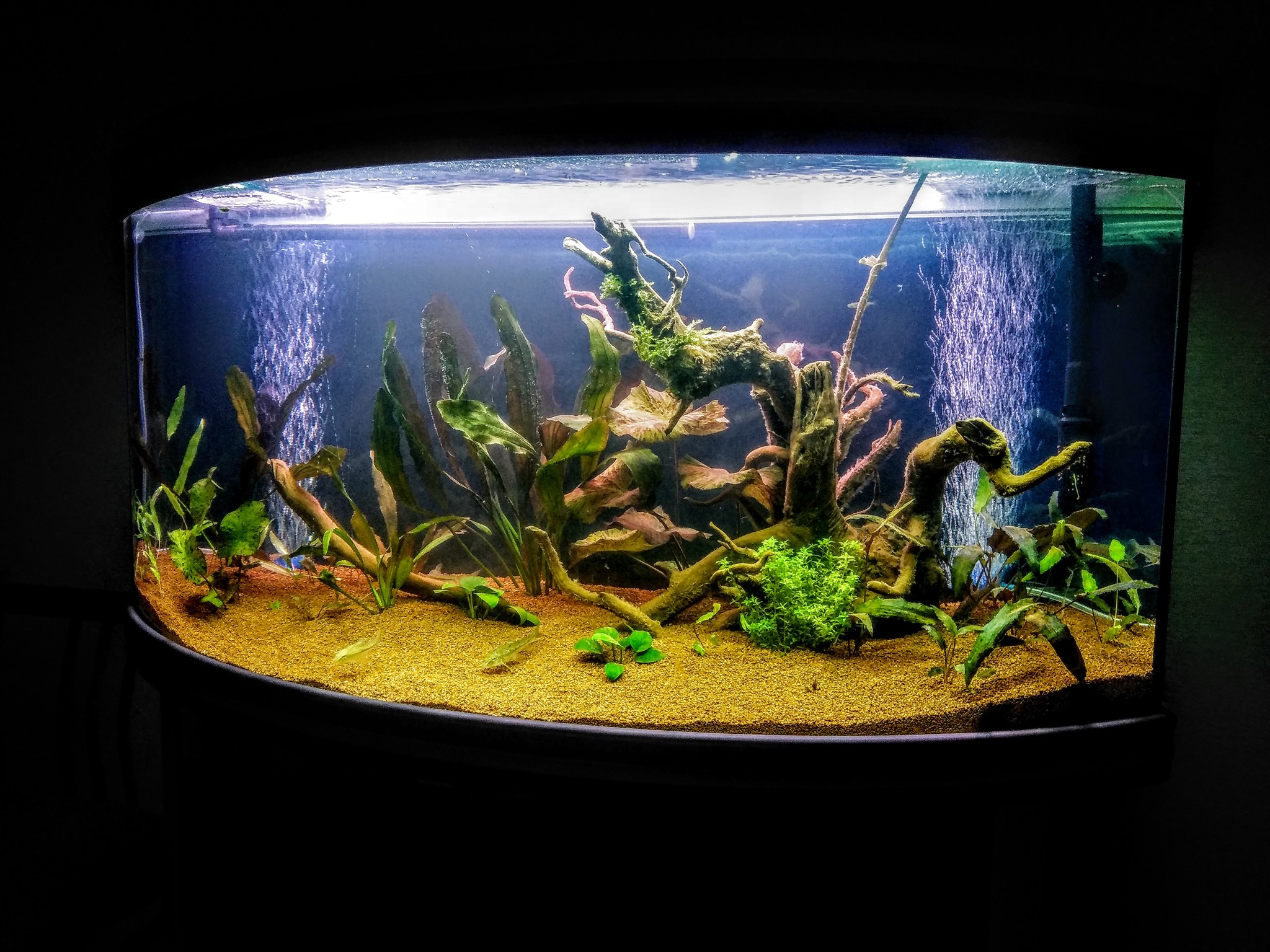 Aquarium three hundred - My, Aquarium, Aquascape, Aquarium fish, Aquarium shrimp, Aquarium crayfish, Aquarium, Longpost