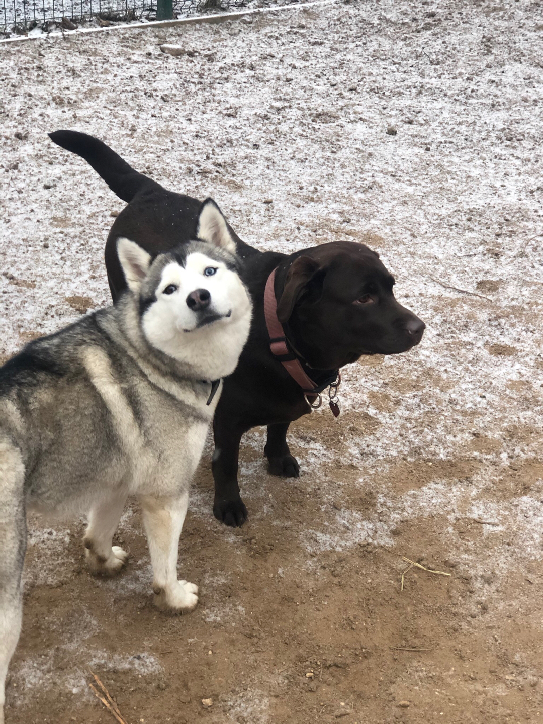 Everyone is photogenic in their own way - My, Dog, Husky, Labrador