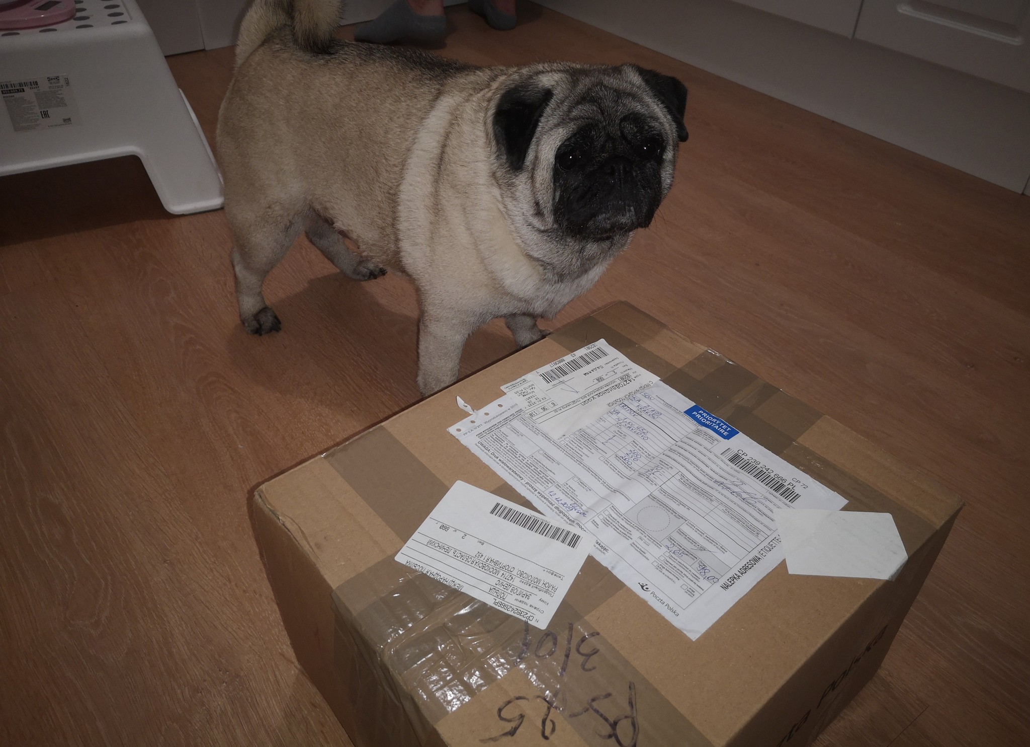 ADM 19/20 from Poland to Moscow - My, Gift exchange, Secret Santa, Gift exchange report, New Year's gift exchange, Dog, Pug, Longpost