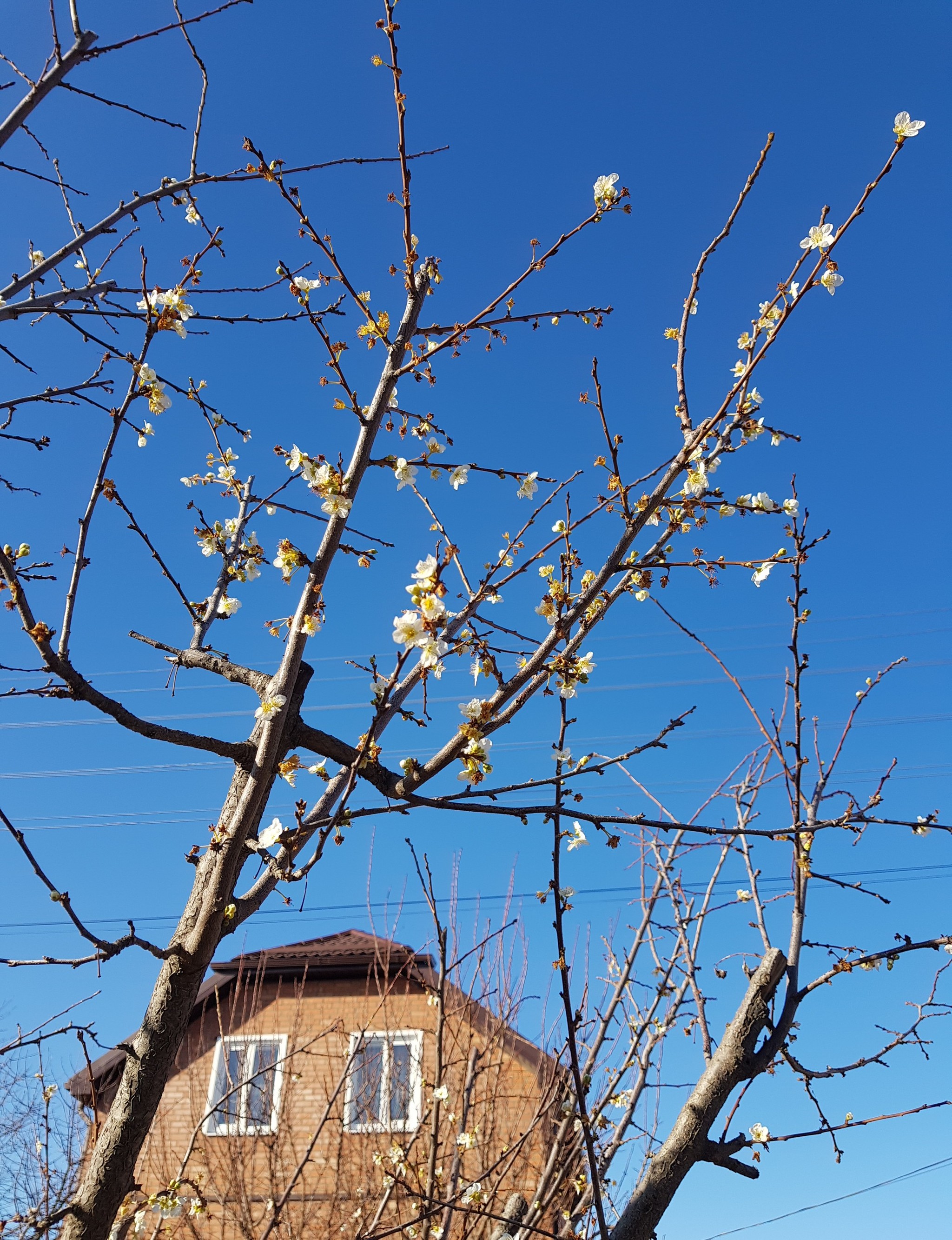 4 January - My, Winter, Apple tree, Bloom, Краснодарский Край