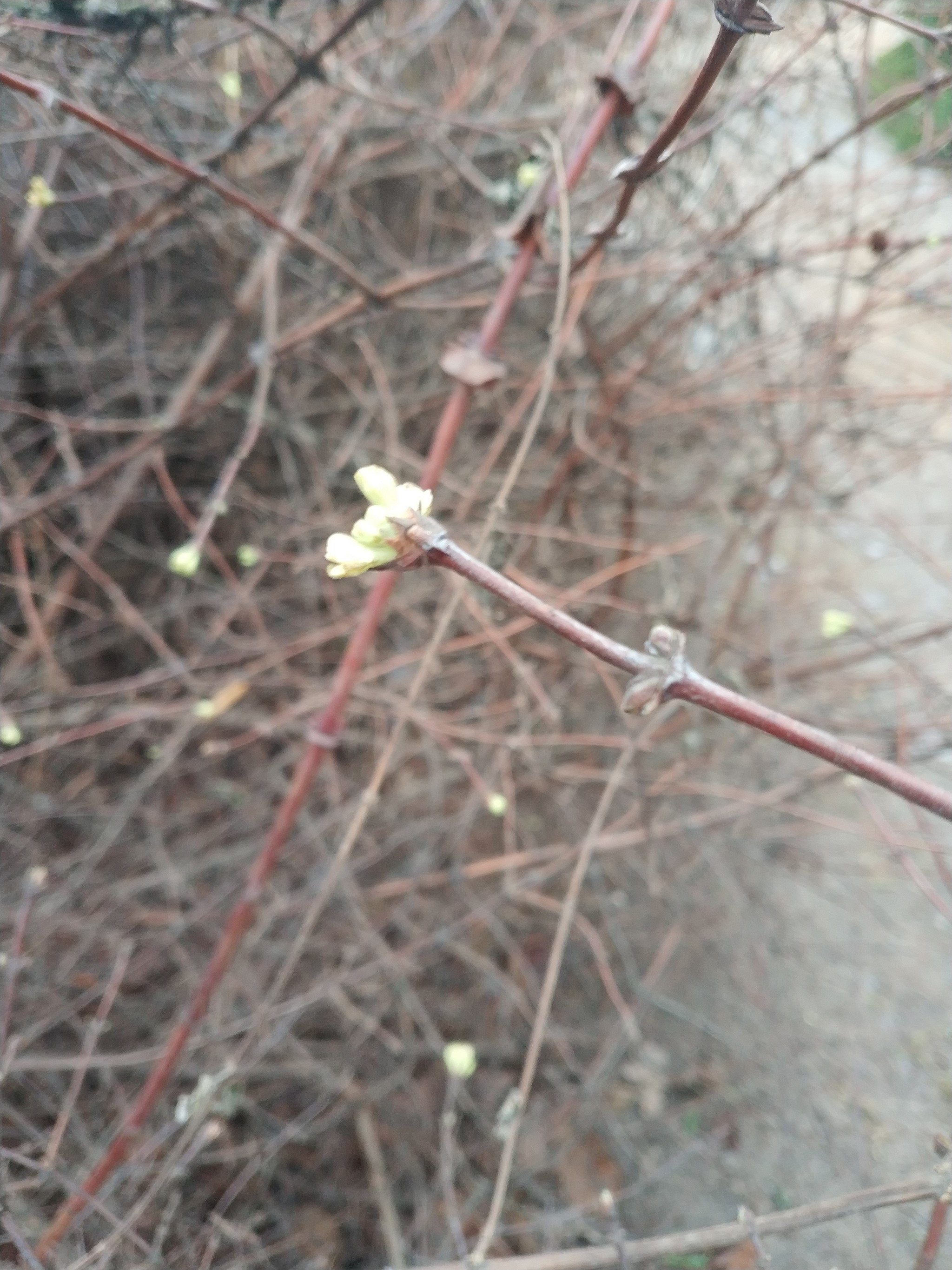 Winter, stop it! Not funny! - My, Winter, Spring, Tree, Bloom