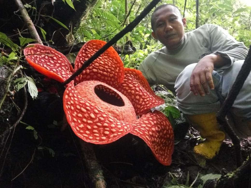 World's largest flower discovered in Indonesia - Flowers, Indonesia, Record, Rafflesia