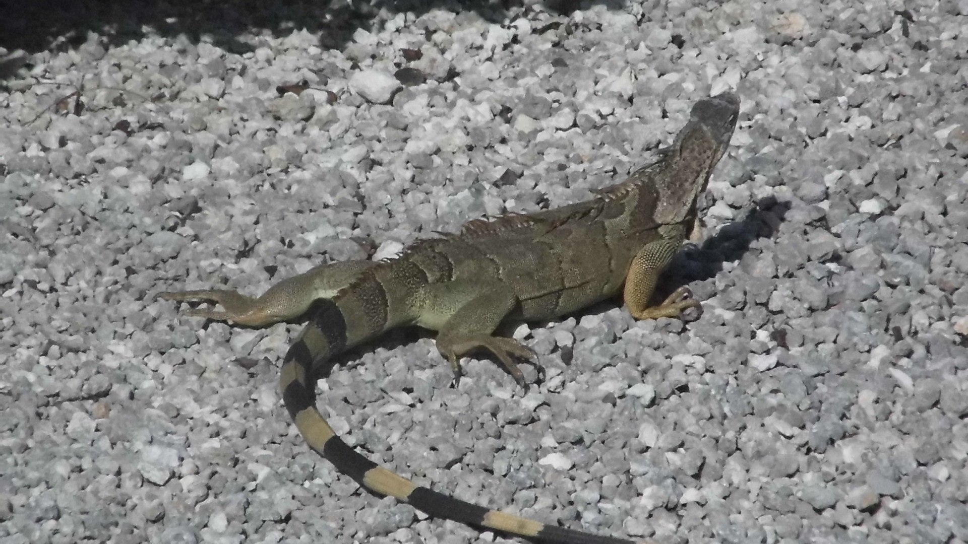 New Year's iguanas - My, Palm trees, Ocean, Florida, Iguana, Longpost, Beach