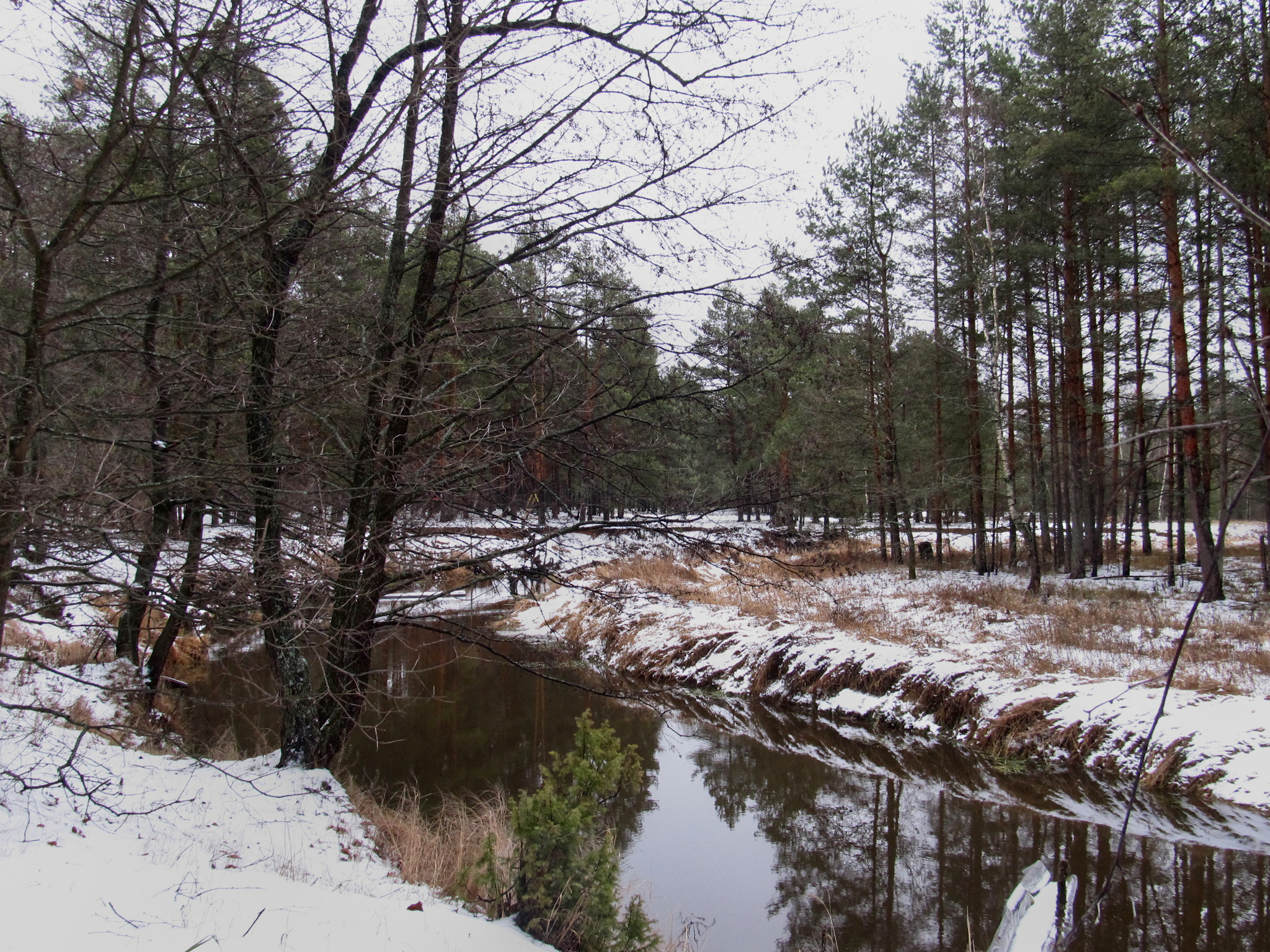 Nerskaya River - My, PVD, Meshchera, Longpost, Bike ride