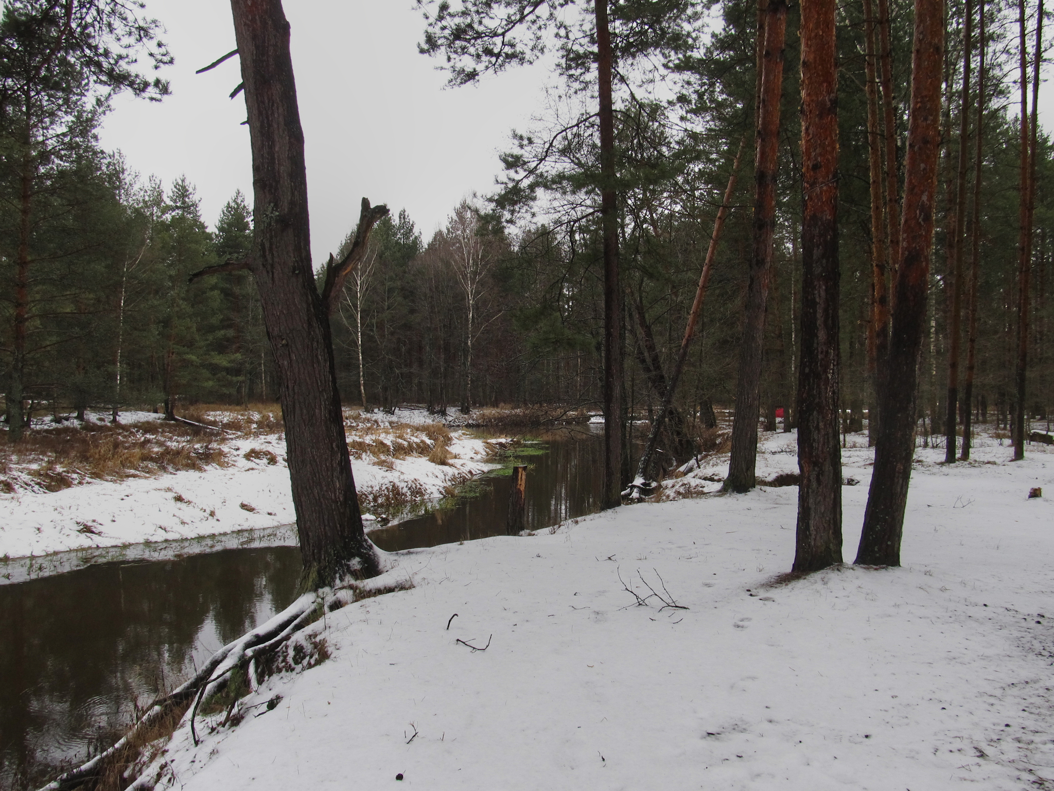 Nerskaya River - My, PVD, Meshchera, Longpost, Bike ride