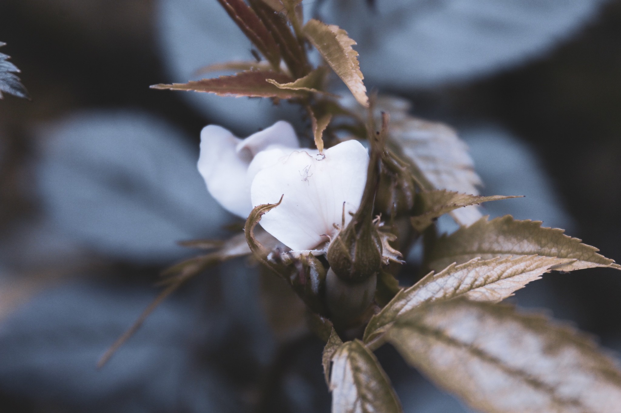 Leaves, flowers of all kinds - My, The photo, Beginning photographer, Macro photography, Longpost