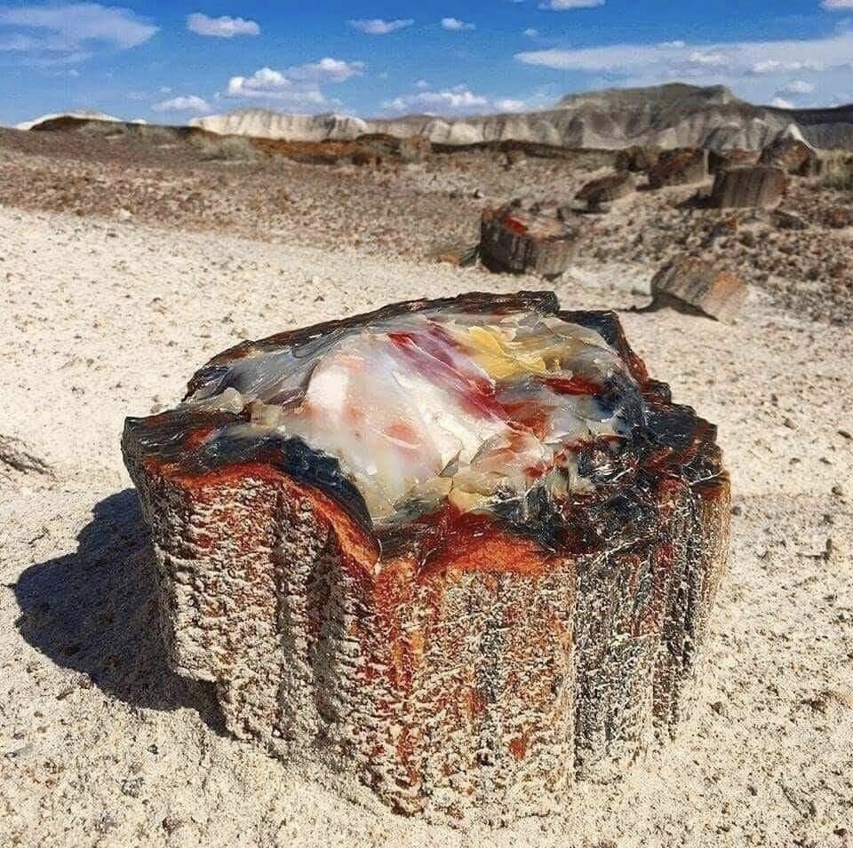 Petrified wood 225 million years old - Tree, A rock, Opal, Minerals, Fossils