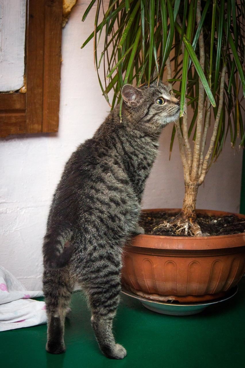 Коты шпротики