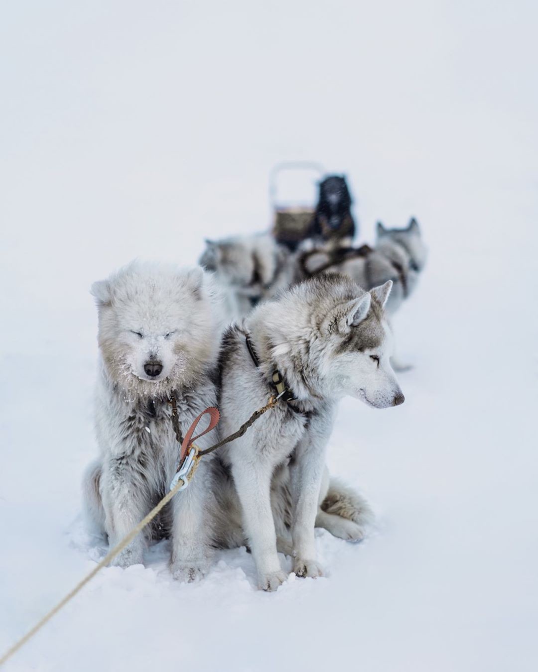 Photographer Alexander Mazurov - The photo, North, Landscape, Animals, Longpost