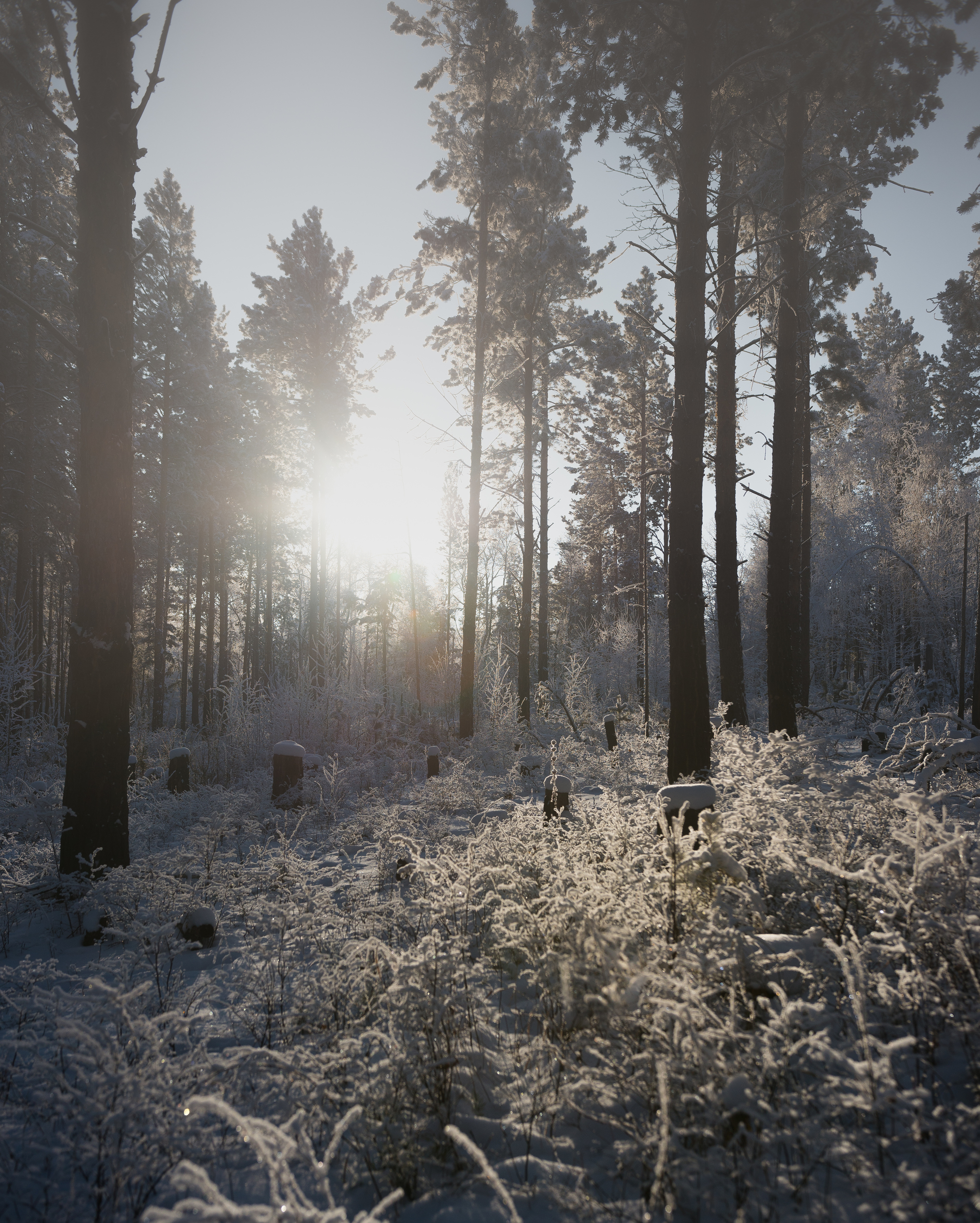 Winter walk through the forest - My, Winter, Forest, freezing, Siberia, Longpost