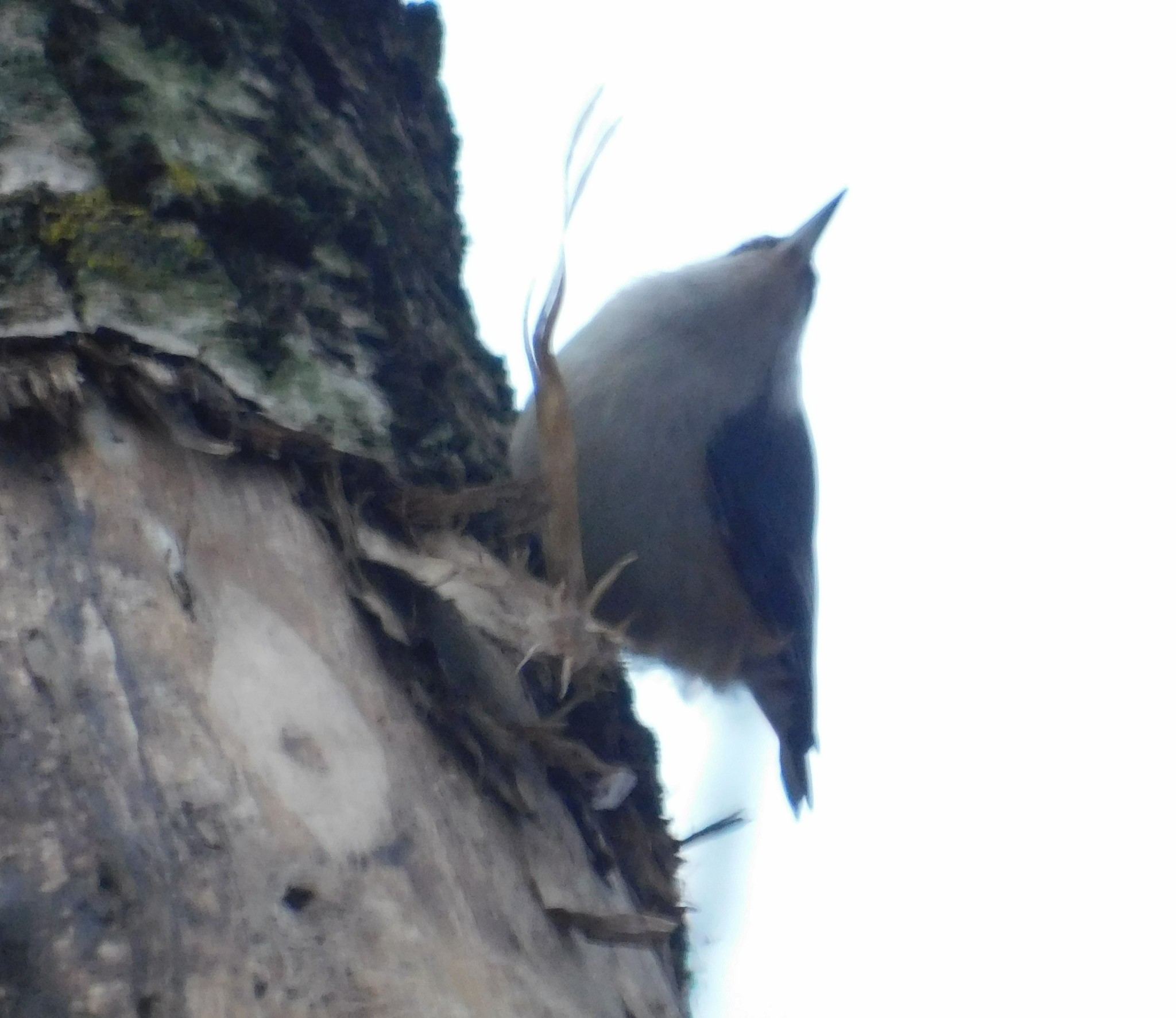 Nuthatch on Bogoslovsky. 01/05/2020 - My, Nuthatch, Saint Petersburg, Birds, Birdwatcher School, Winter, Bird watching, Cemetery, Ornithology, Longpost