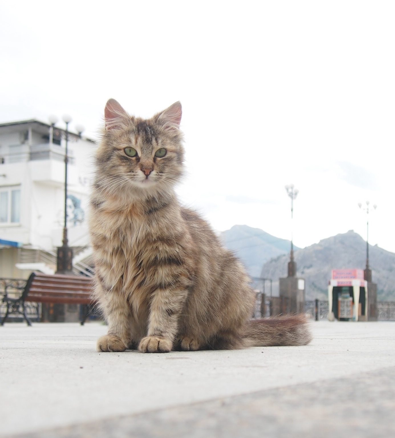 Очень фотогеничный котейка - Моё, Кот, Котомафия, Город Судак, Крым, Животные, Домашние животные, Длиннопост