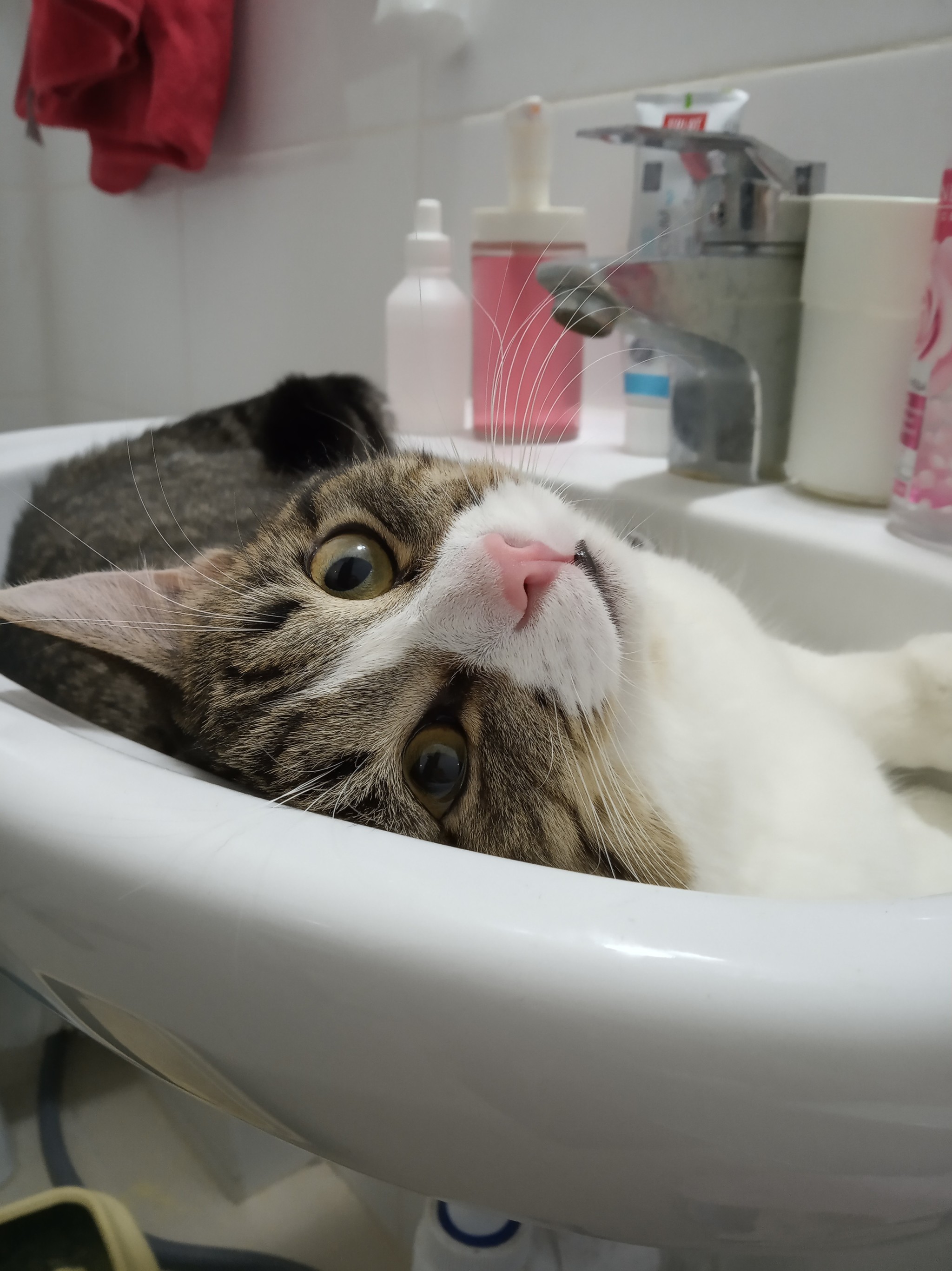 Help!!! Как отучить кота жрать волосы по ночам? | Пикабу